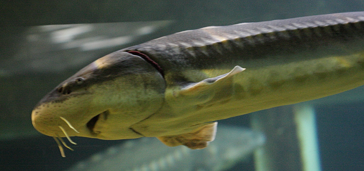 acipenser_naccarii3bd