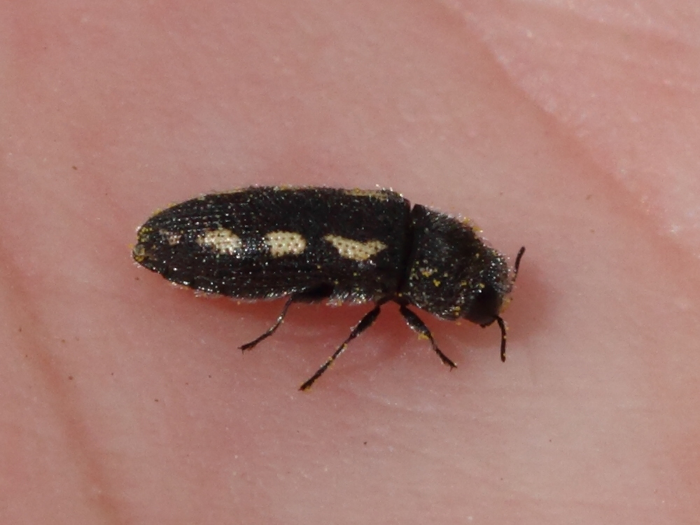 acmaeodera_bipuncta3bd