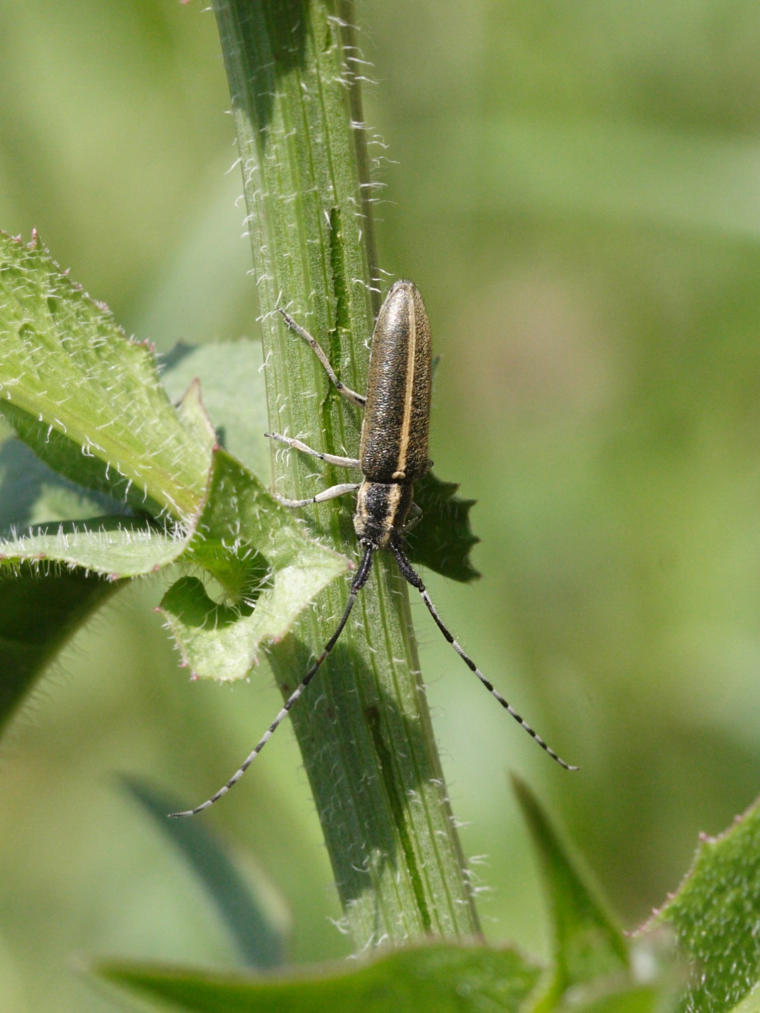 agapanthia_cardui5md