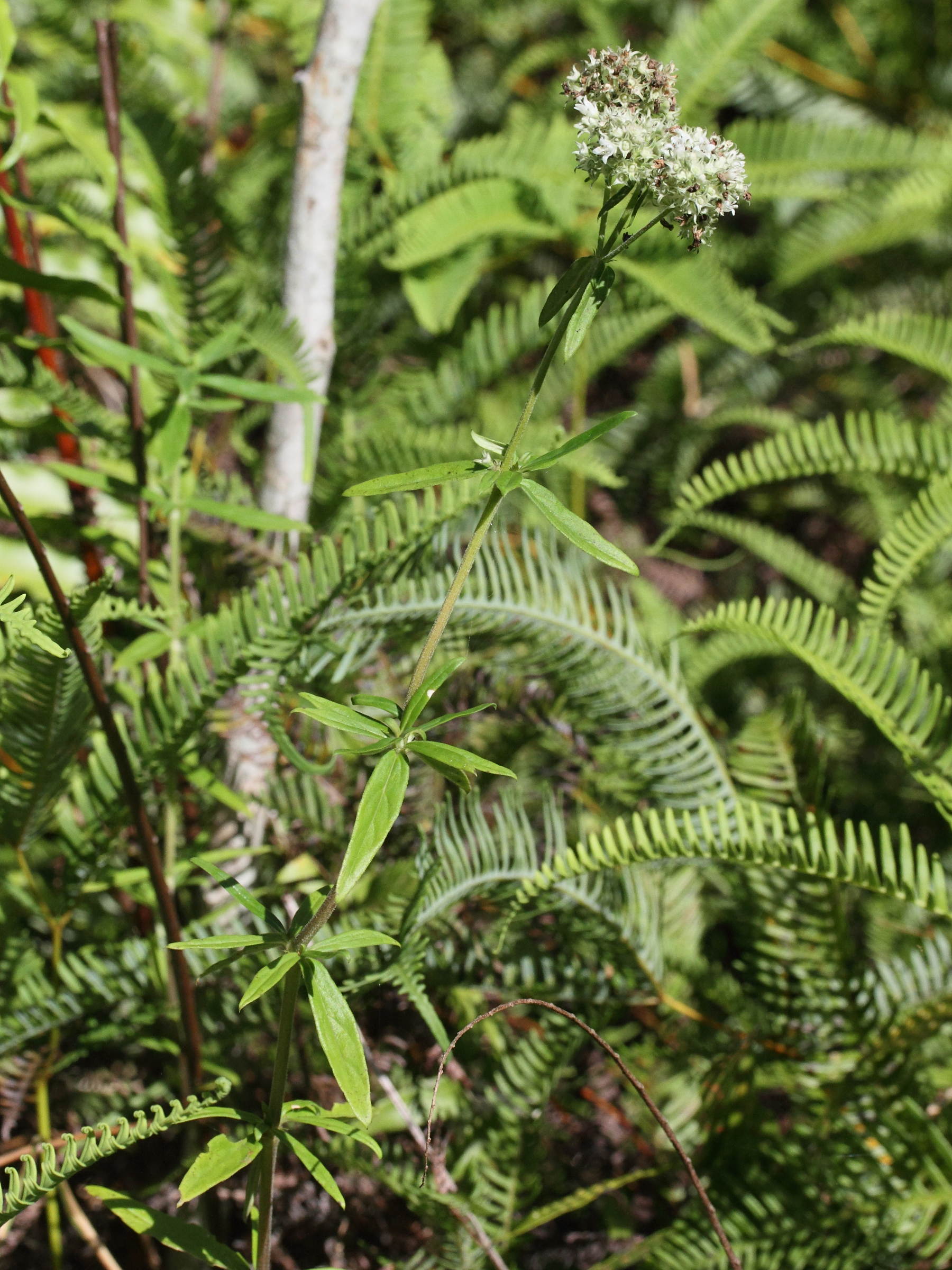 agathisanthemum_bojeri1md