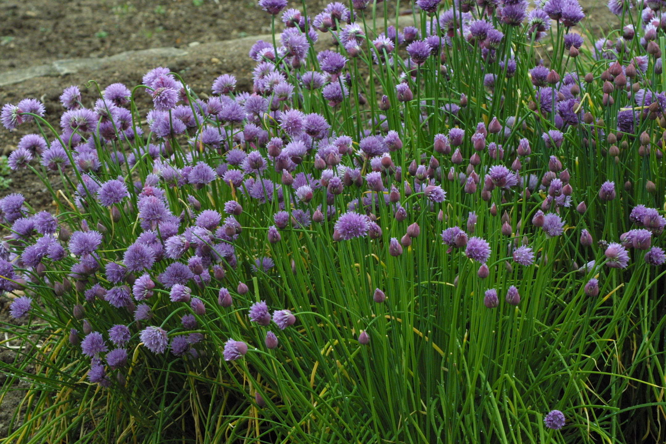 allium_schoenoprasum2md