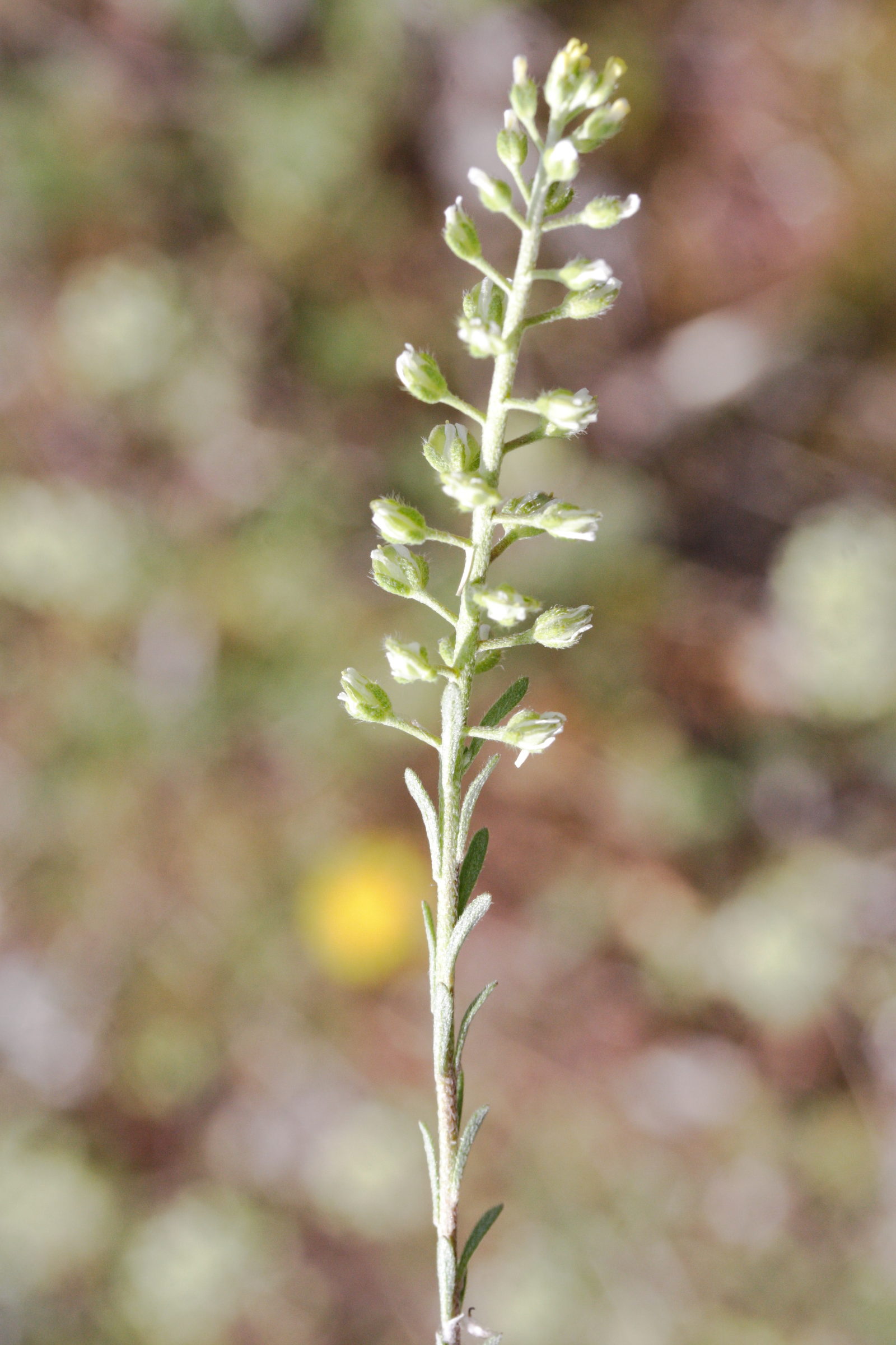 Afficher le média alyssum_alyssoides2md alyssum_alyssoides2md