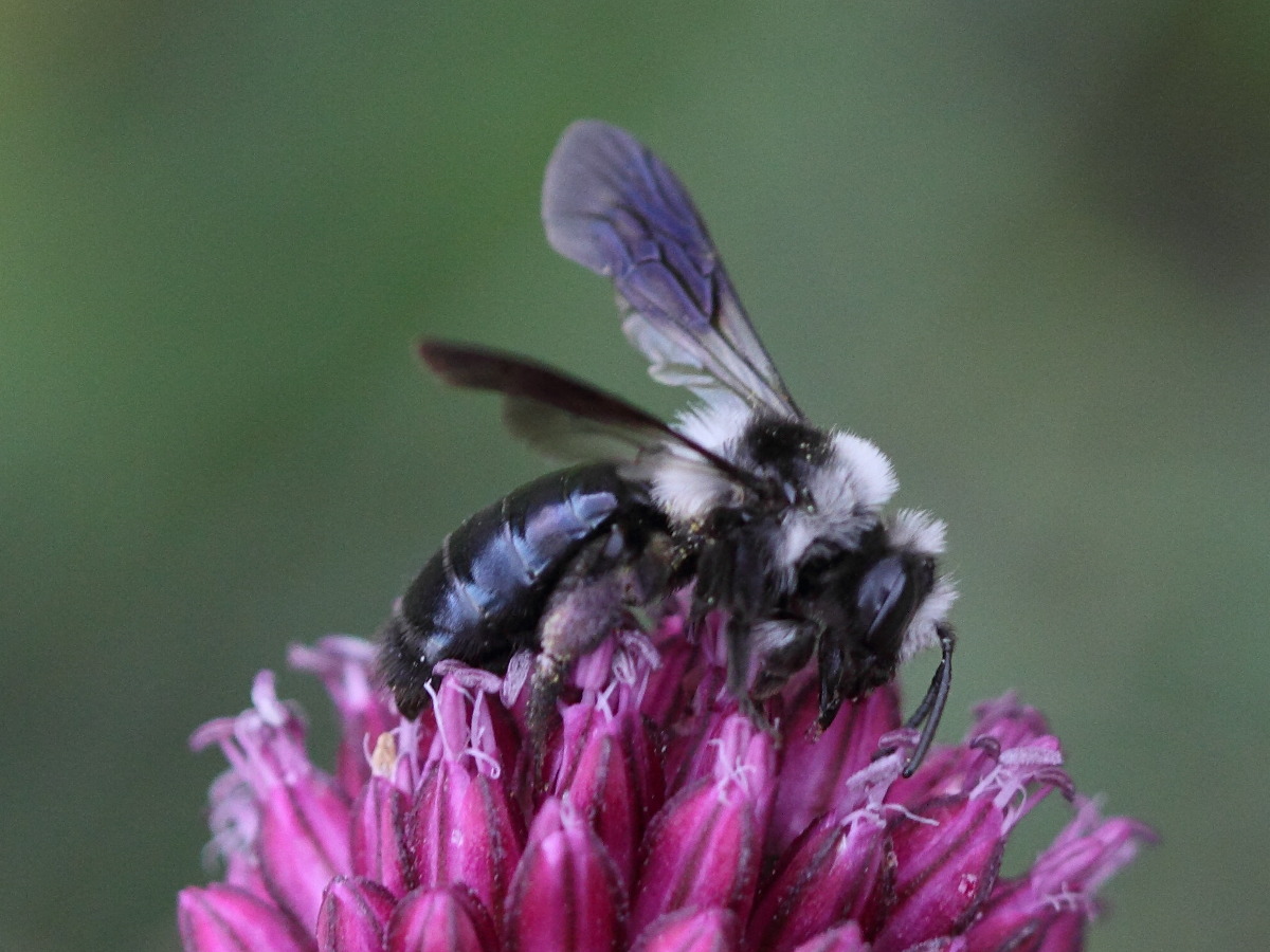 andrena_cineraria2bd