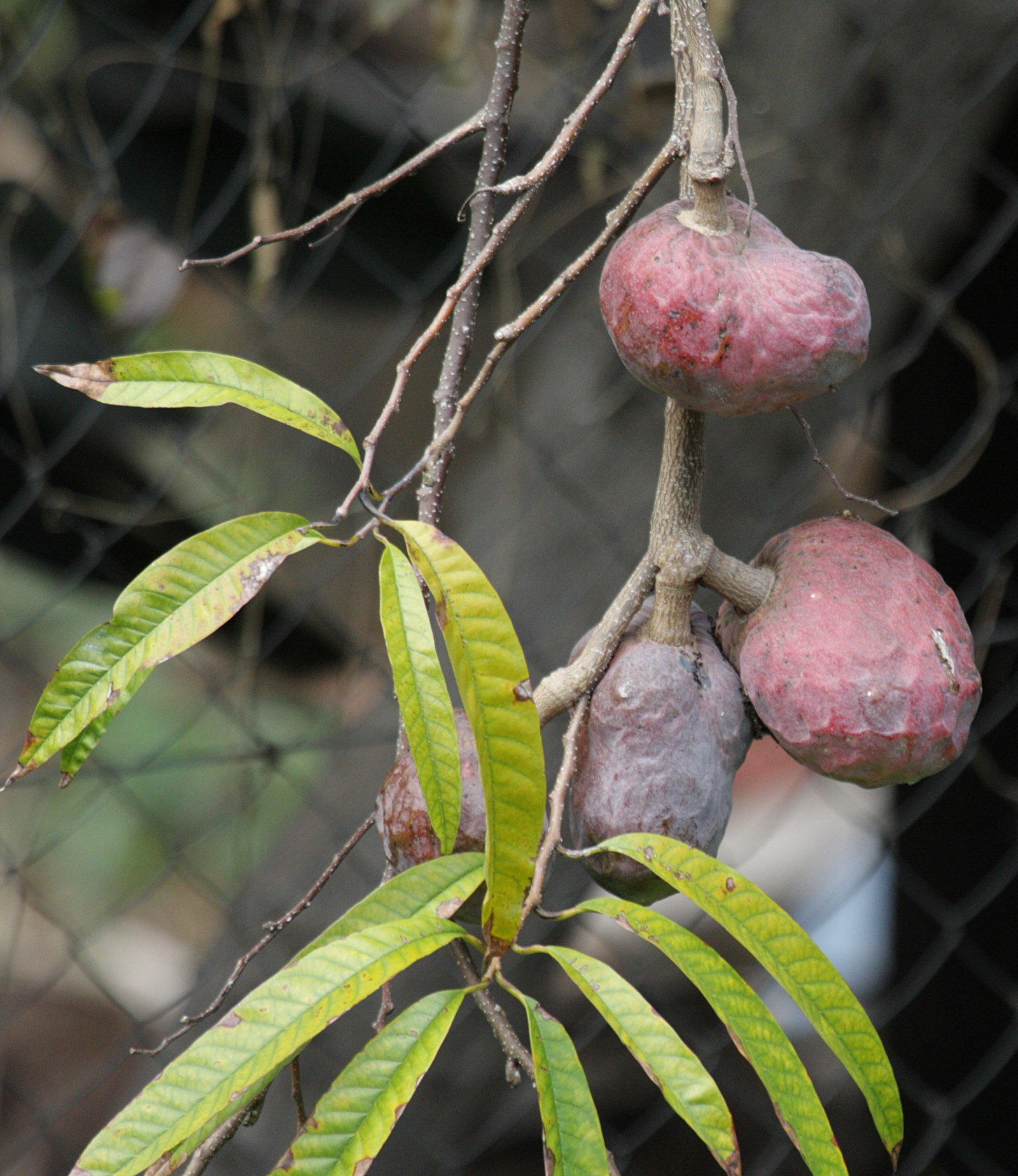 annona_reticulata2bd
