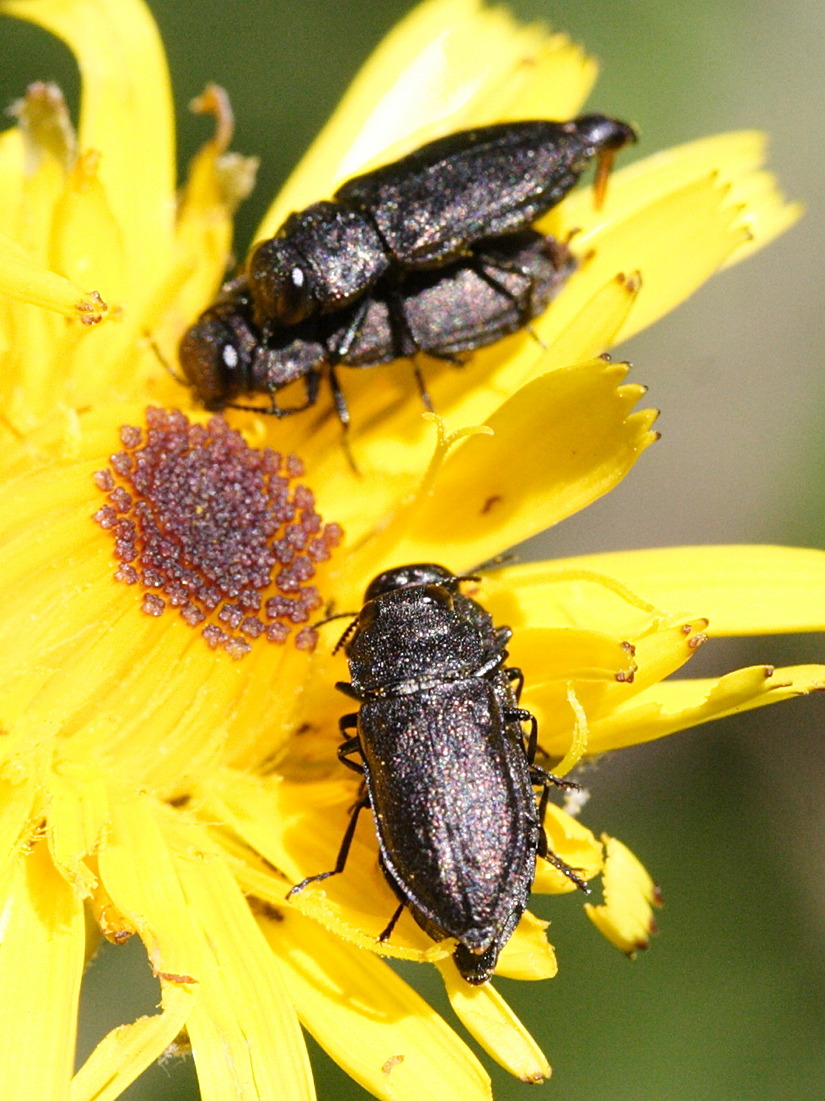 anthaxia_helvetica1md