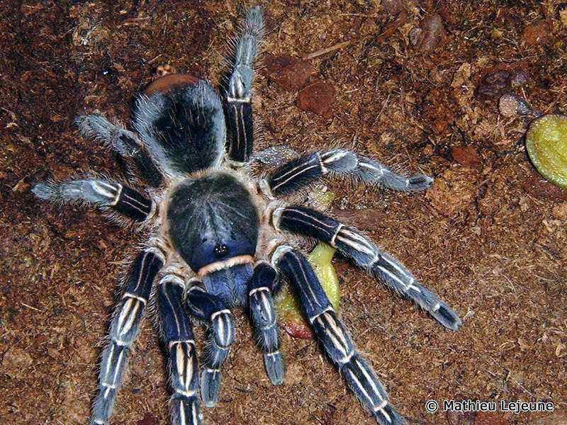 aphonopelma_seemanni3ml