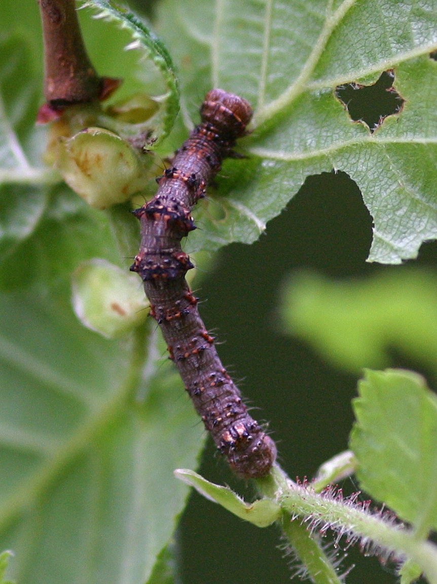 apocheima_pilosaria_ch3bd