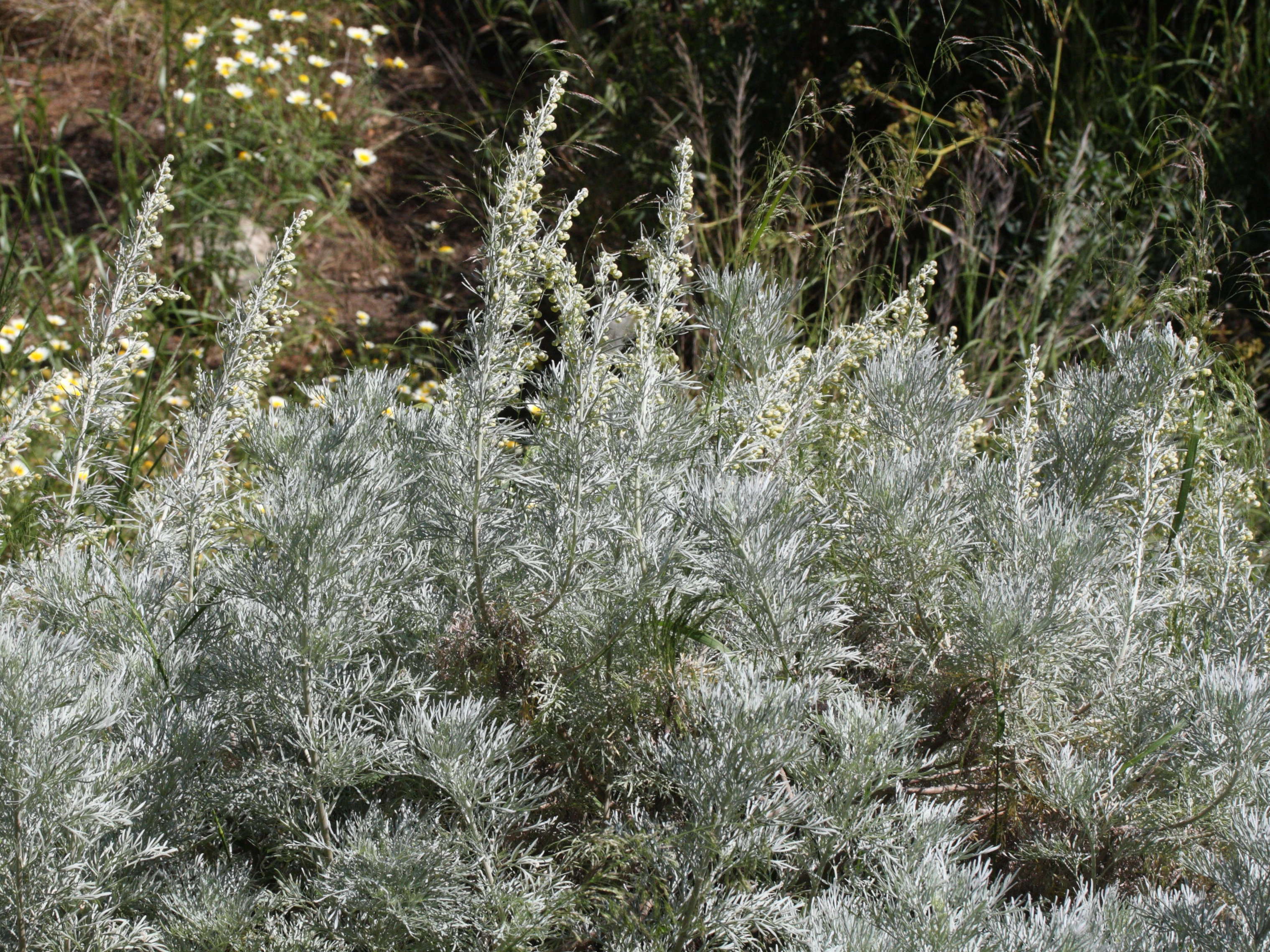artemisia_arborescens1md
