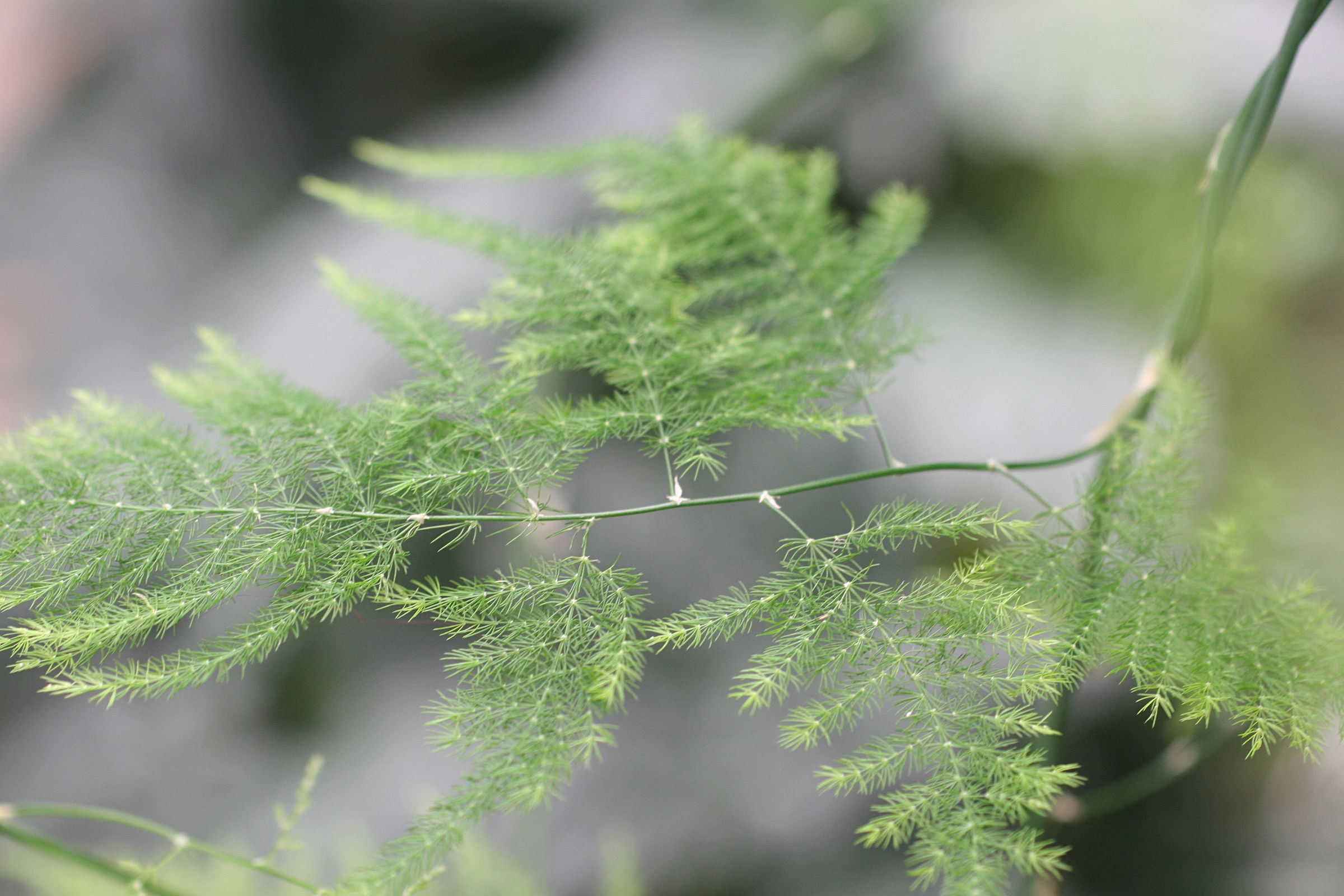 asparagus_plumosus2md
