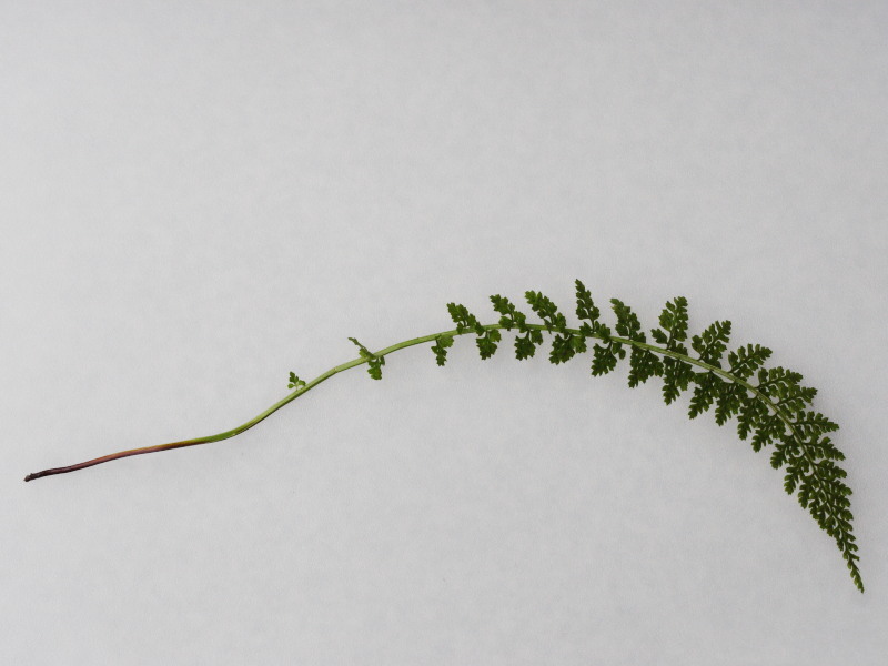 Afficher le média asplenium_fontanum3md asplenium_fontanum3md