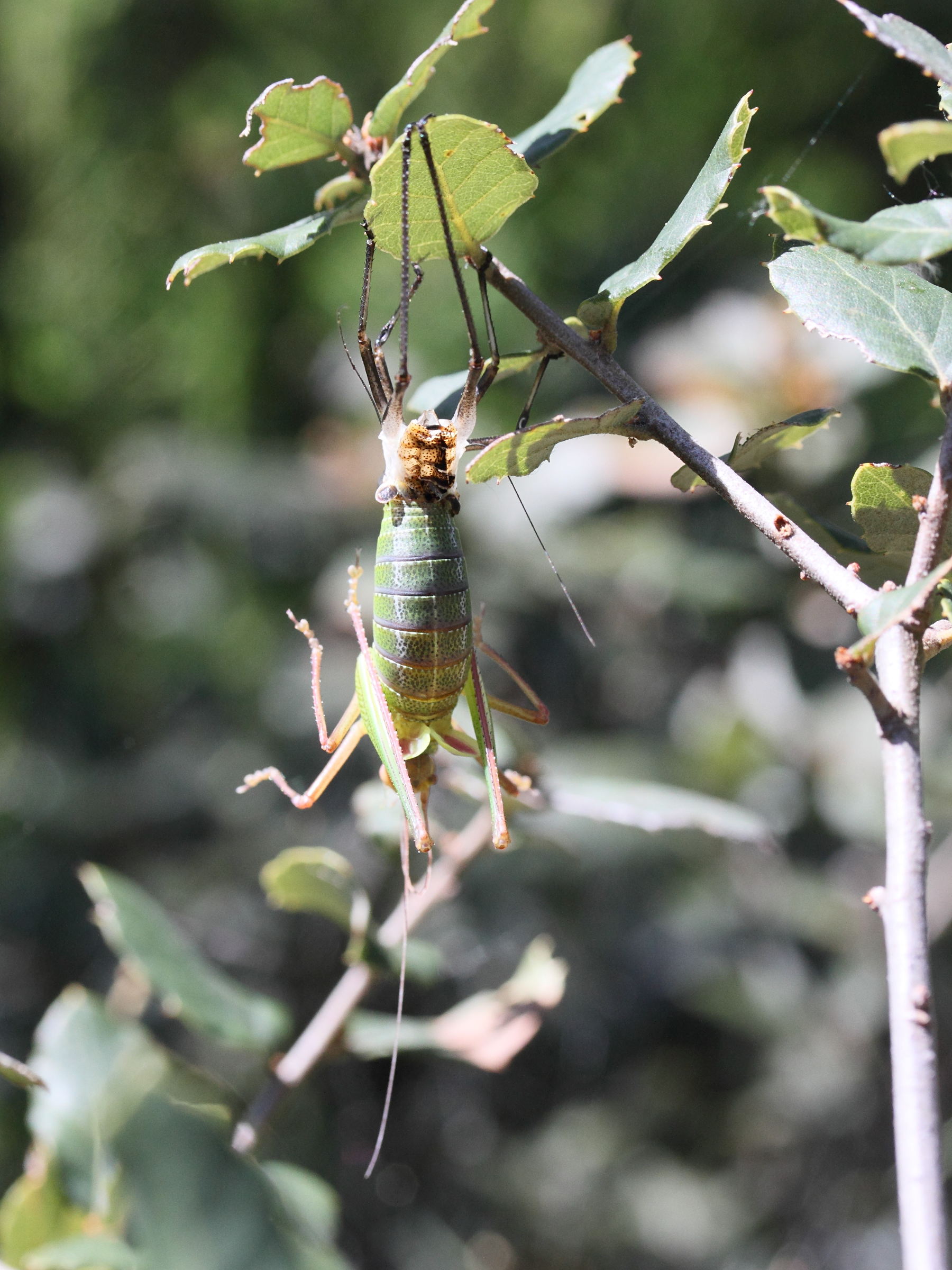 barbitistes_fischeri5md