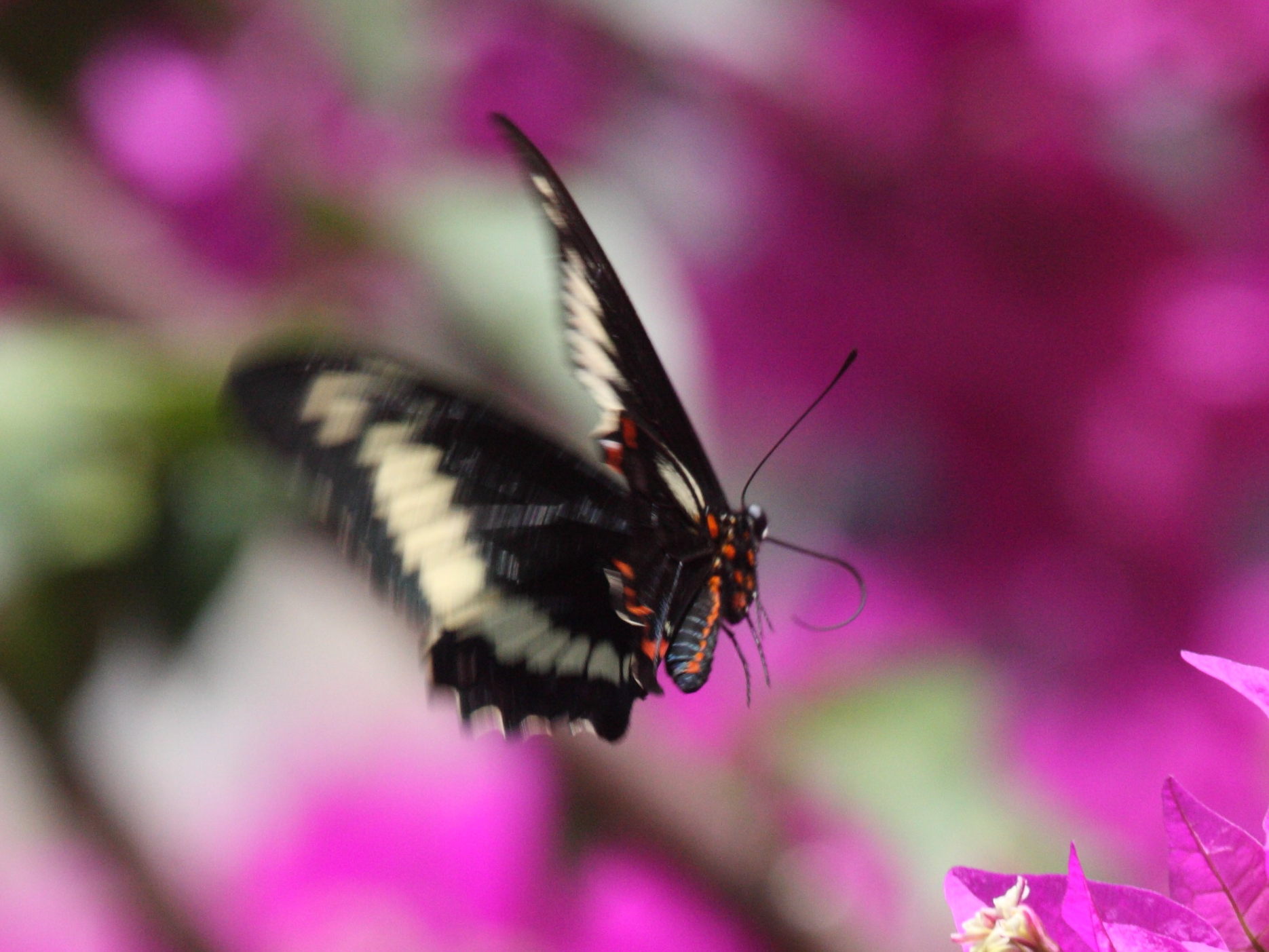 battus_polydamas_xenodamas2bd