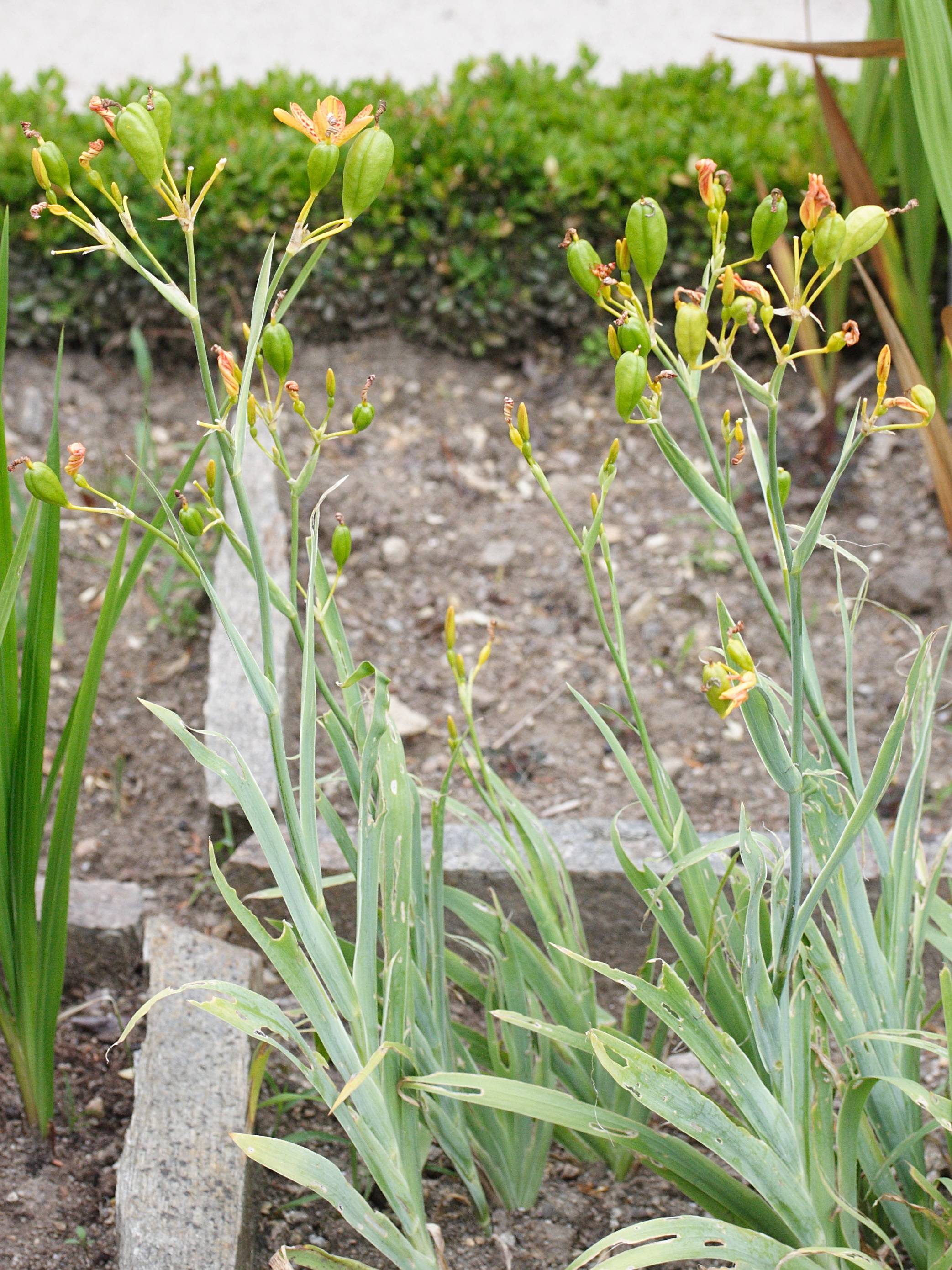 belamcanda_chinensis2md