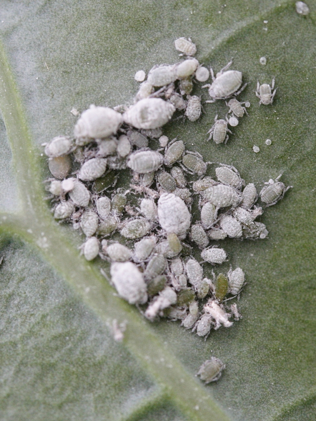 brevicoryne_brassicae1bd