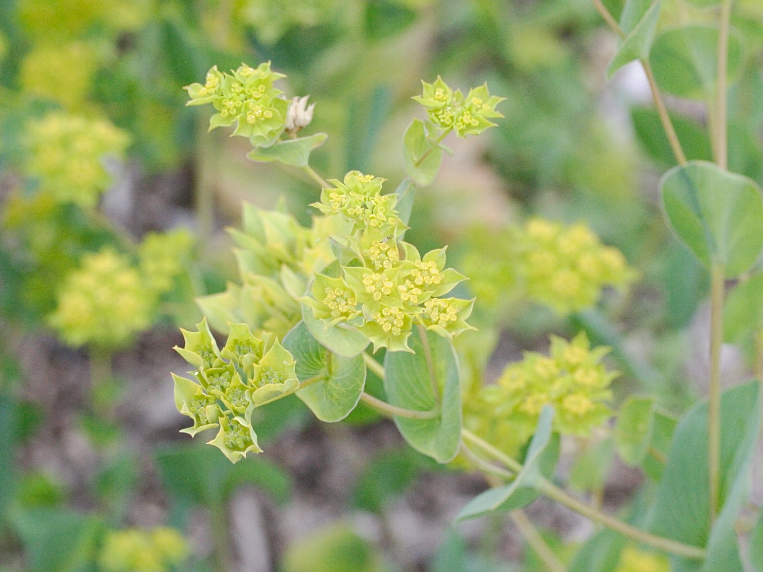 bupleurum_rotundifolium1md