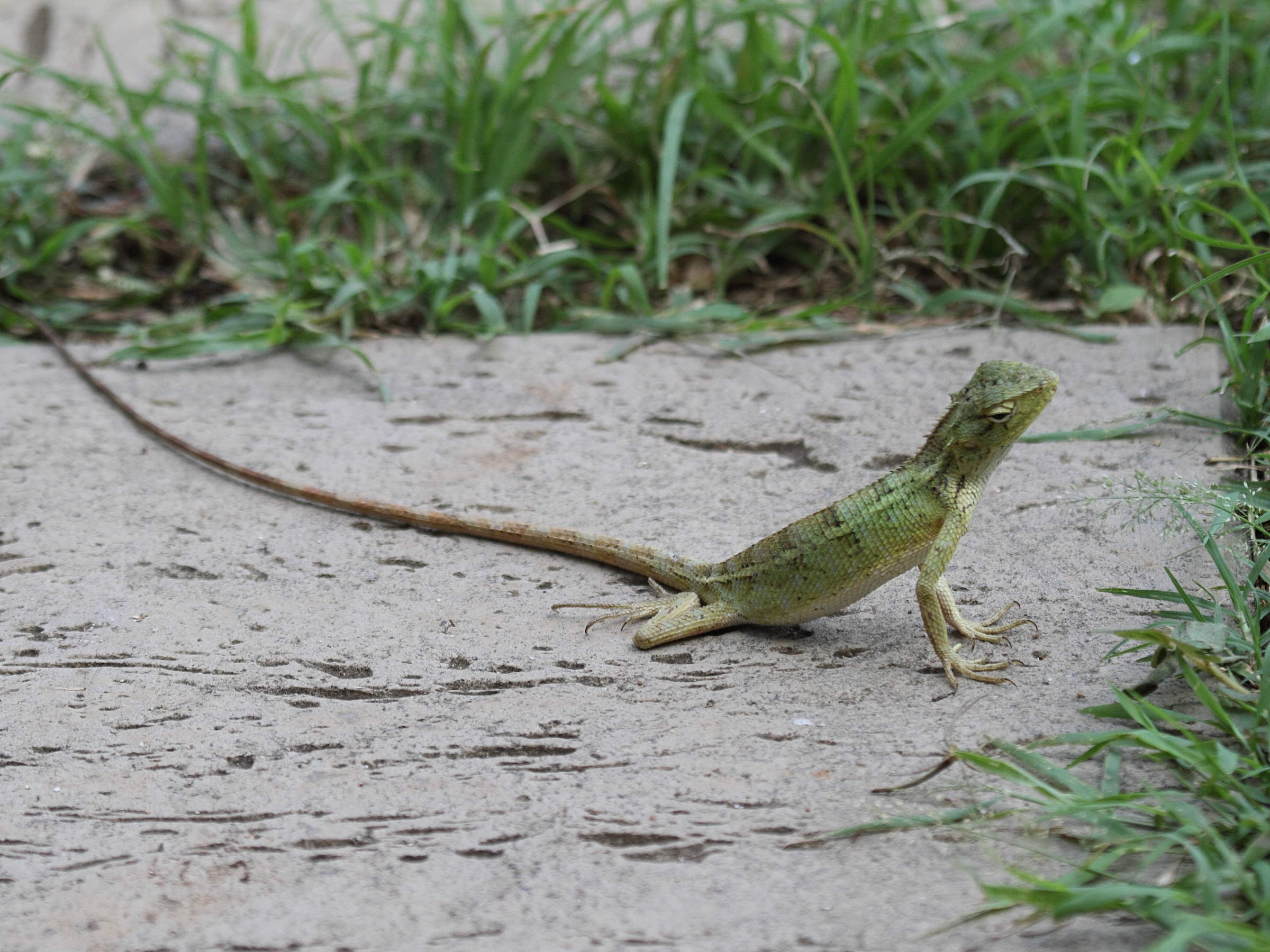 calotes_versicolor5bd