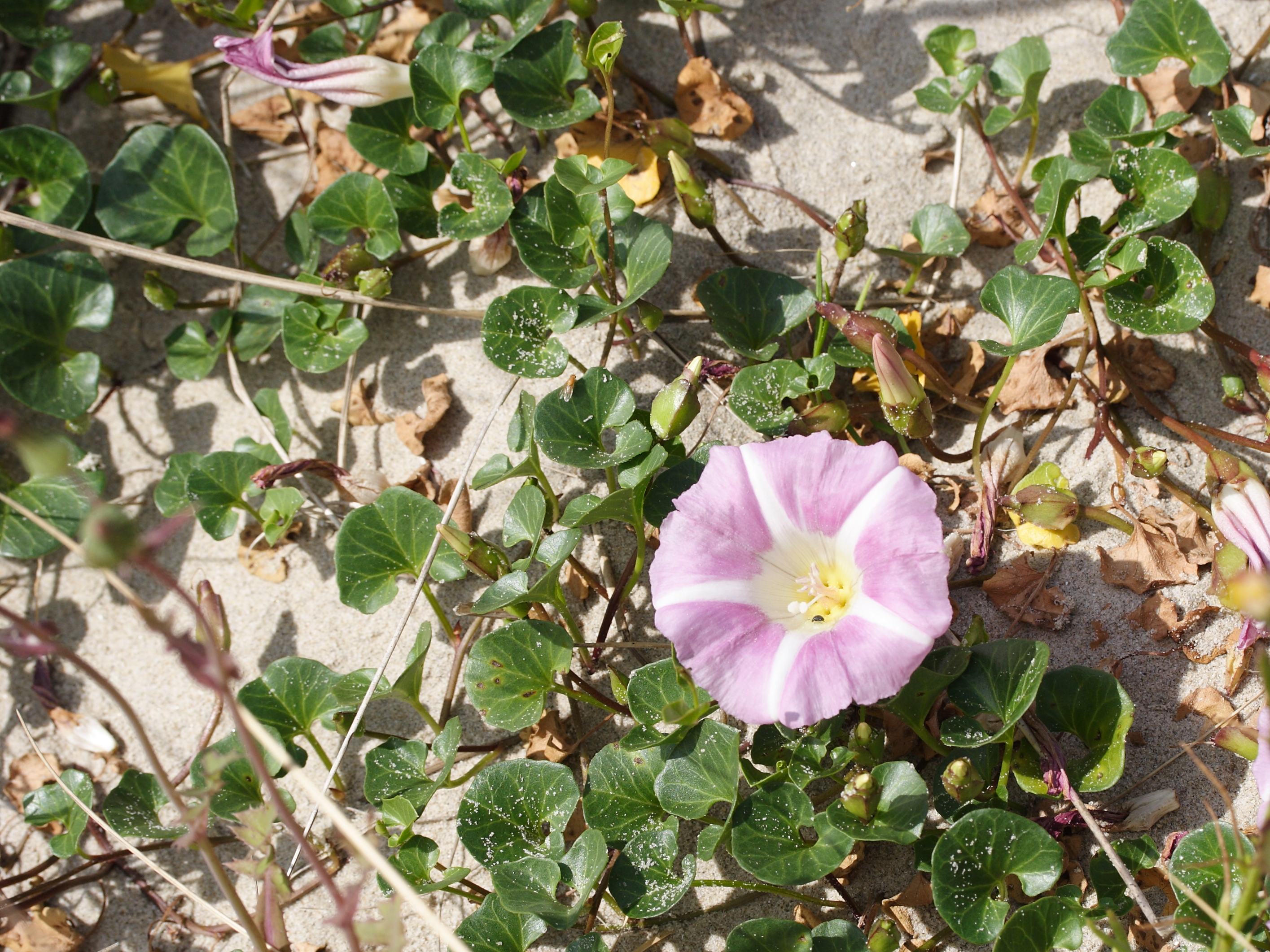 Afficher le média calystegia_soldanella1md calystegia_soldanella1md