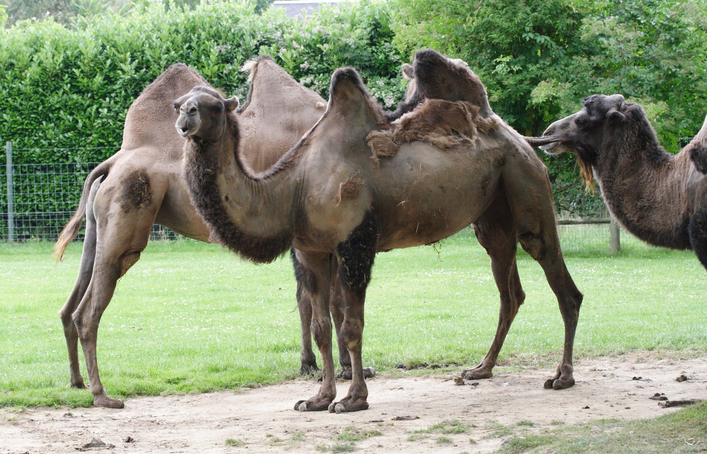 camelus_bactrianus3md