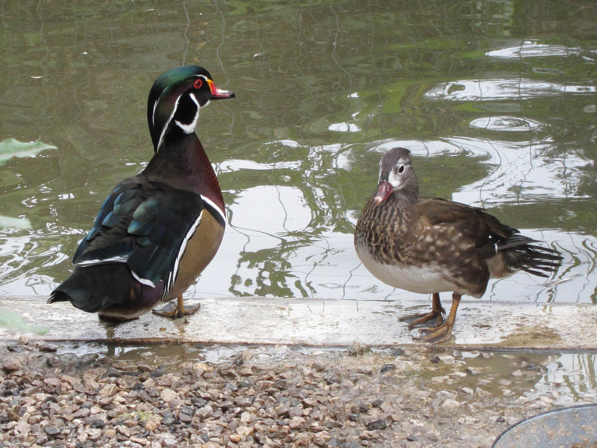 canard_carolin_-_aix_sponsa7bd