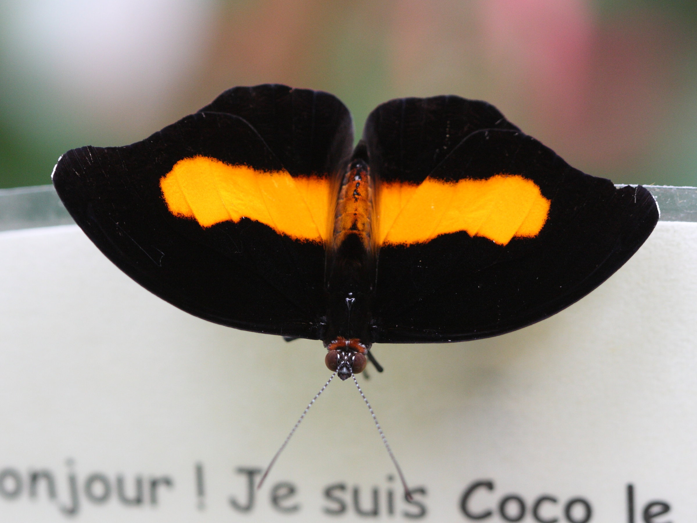 catonephele_orites1bd