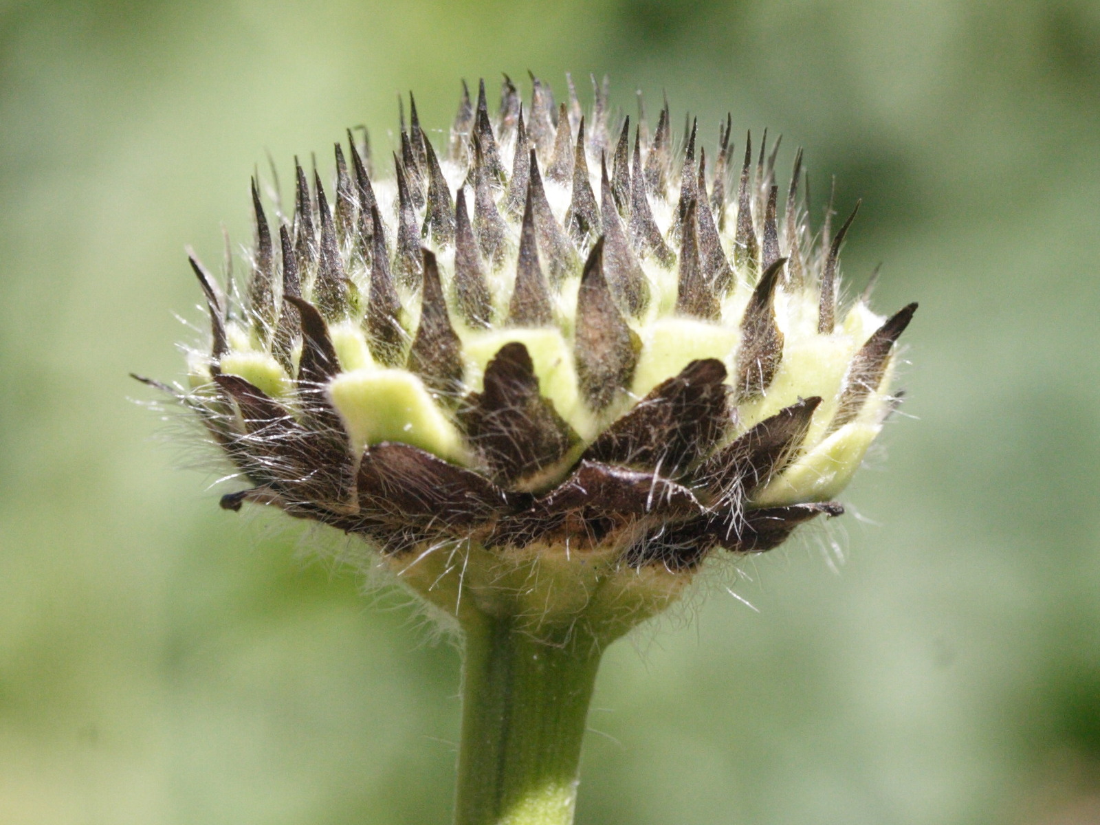 cephalaria_gigantea3md
