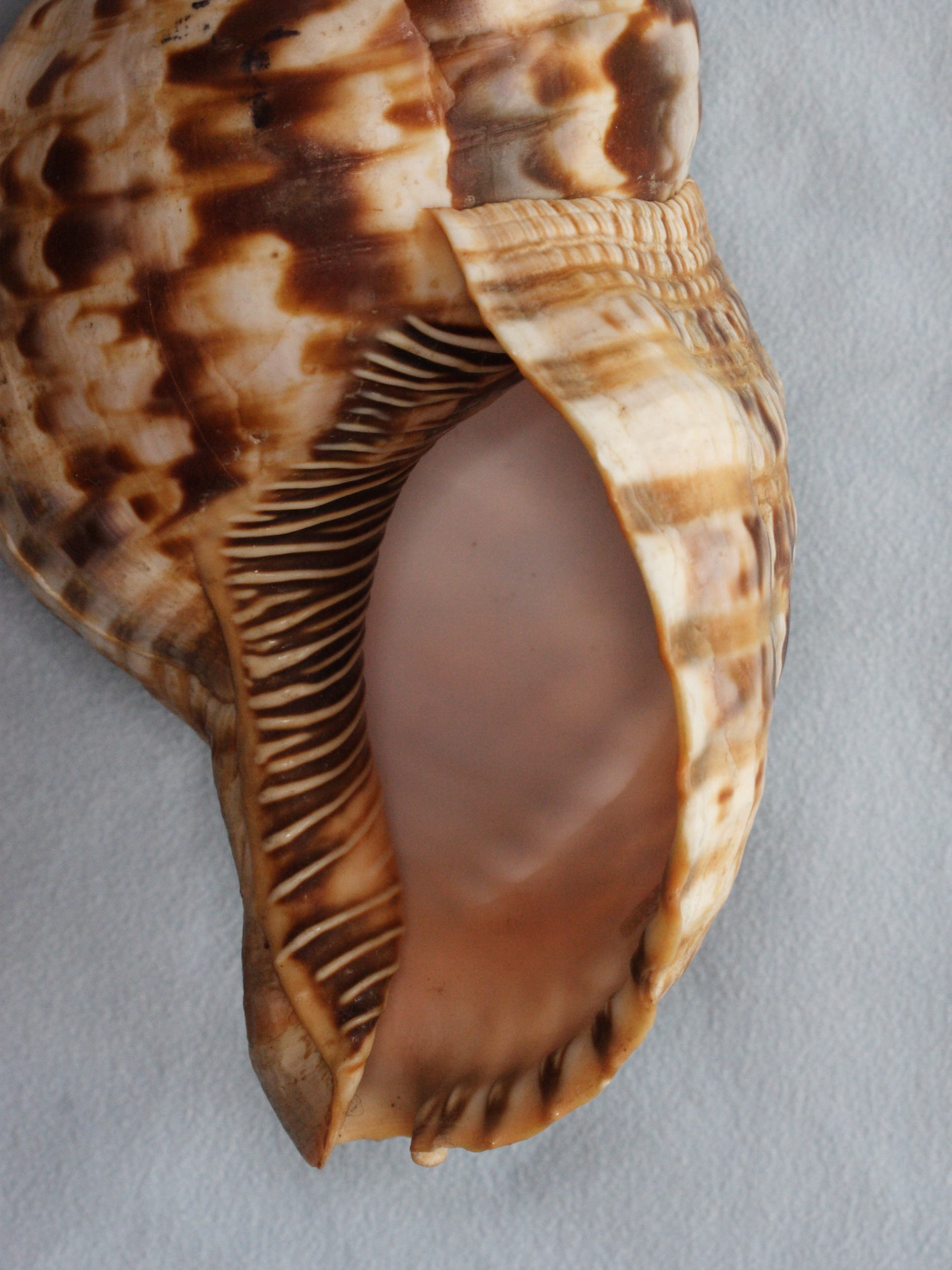 charonia_variegata3md