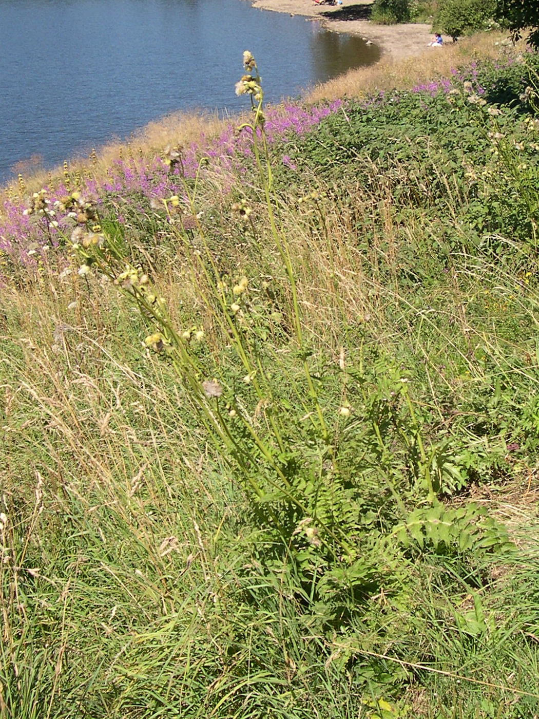 Afficher le média cirsium_erisithales3md cirsium_erisithales3md