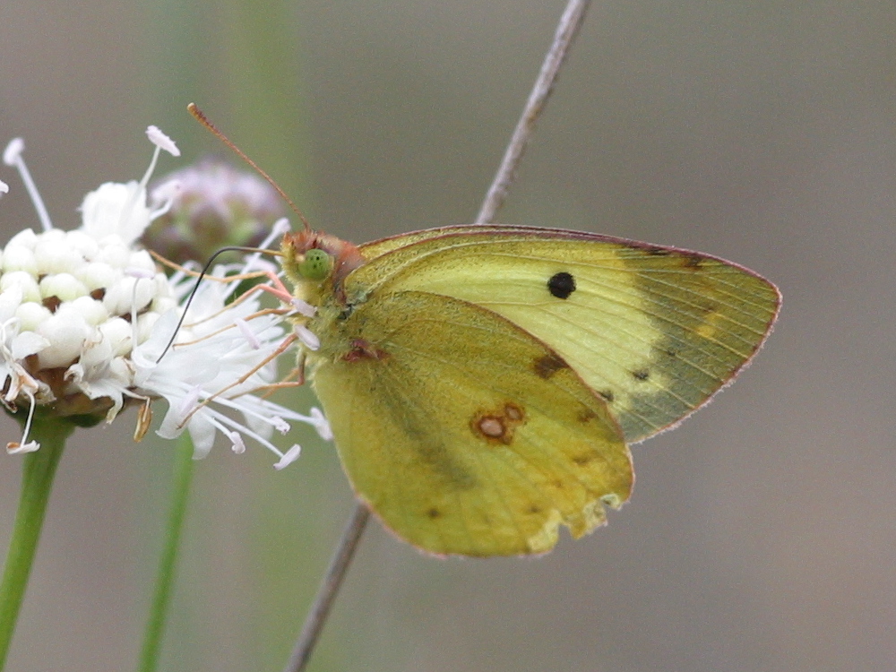 colias_alfacariensis4bd