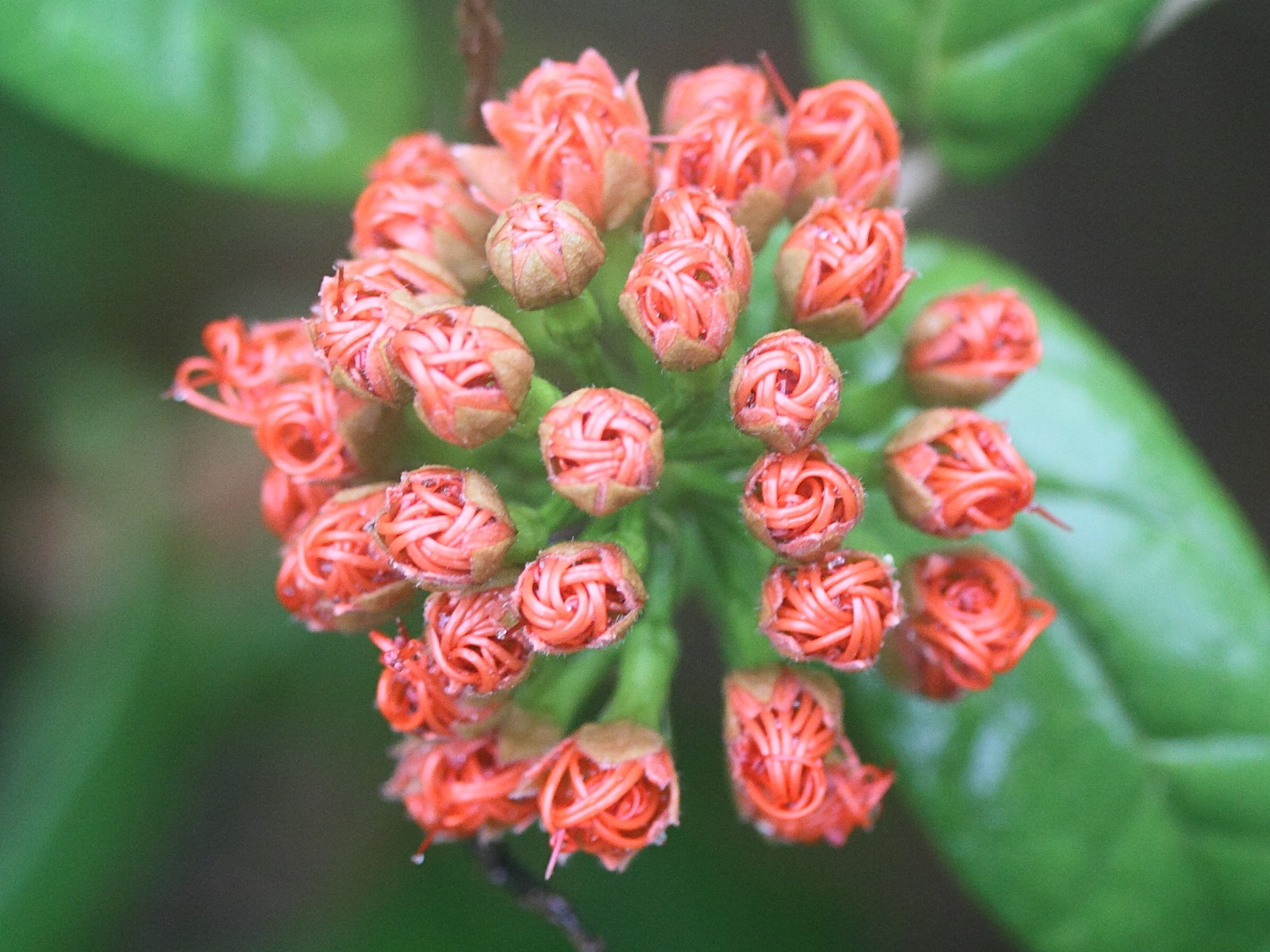 Afficher le média combretum_constrictum7md combretum_constrictum7md