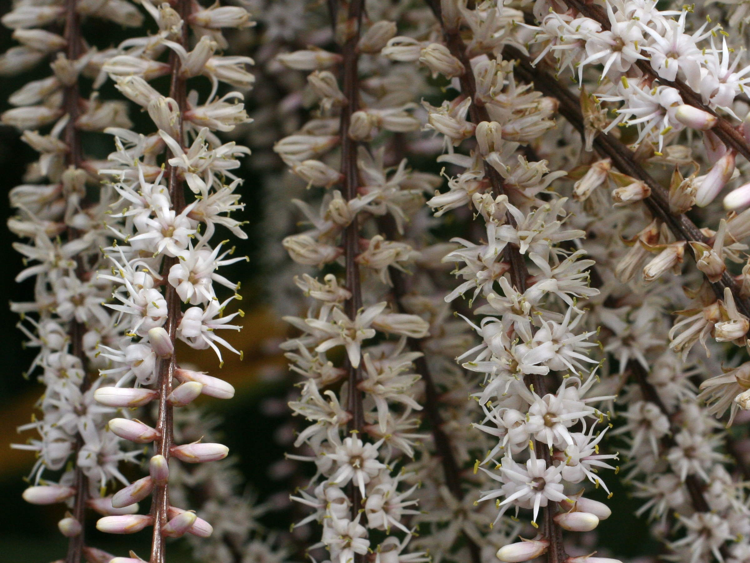 cordyline_australis6md