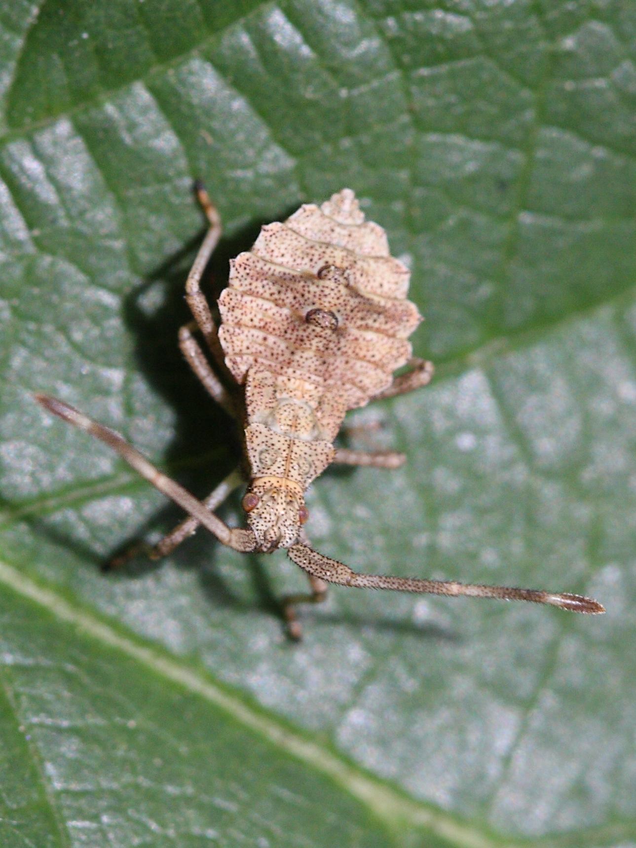 coreus_marginatus_juv3bd