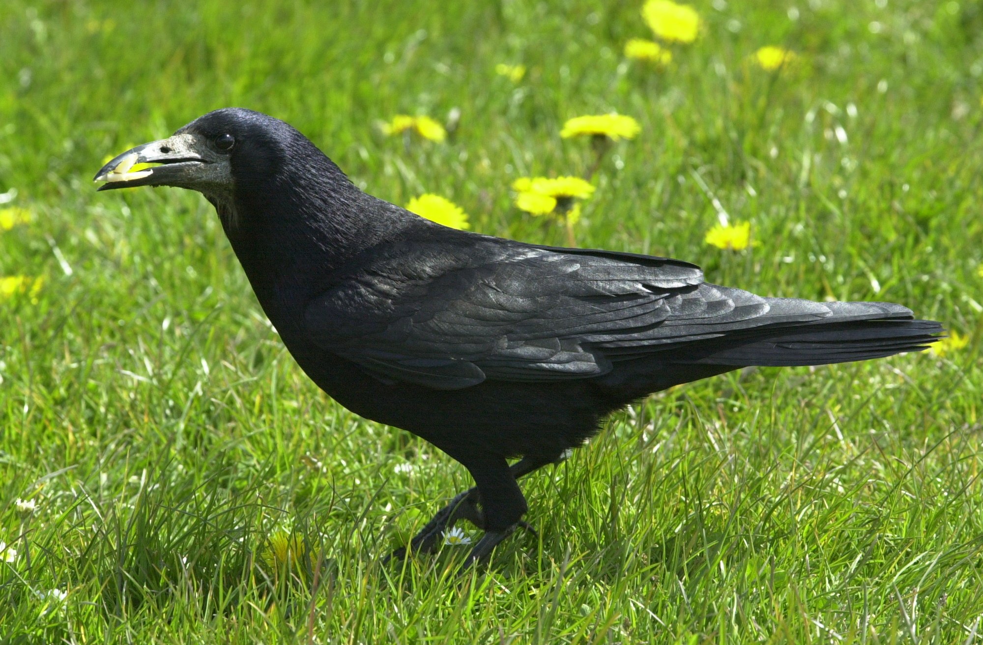 Corvus_frugilegus