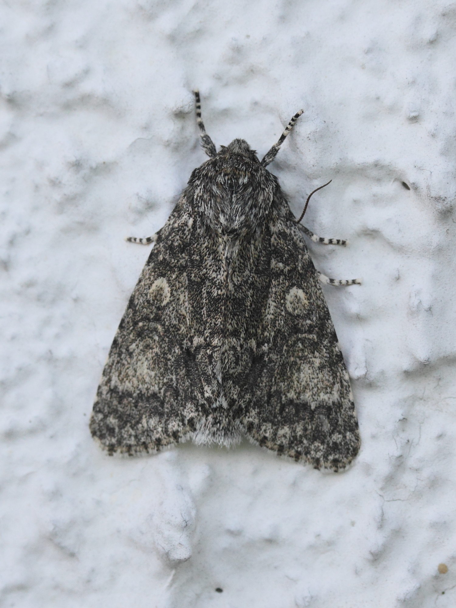 craniophora_ligustri1md