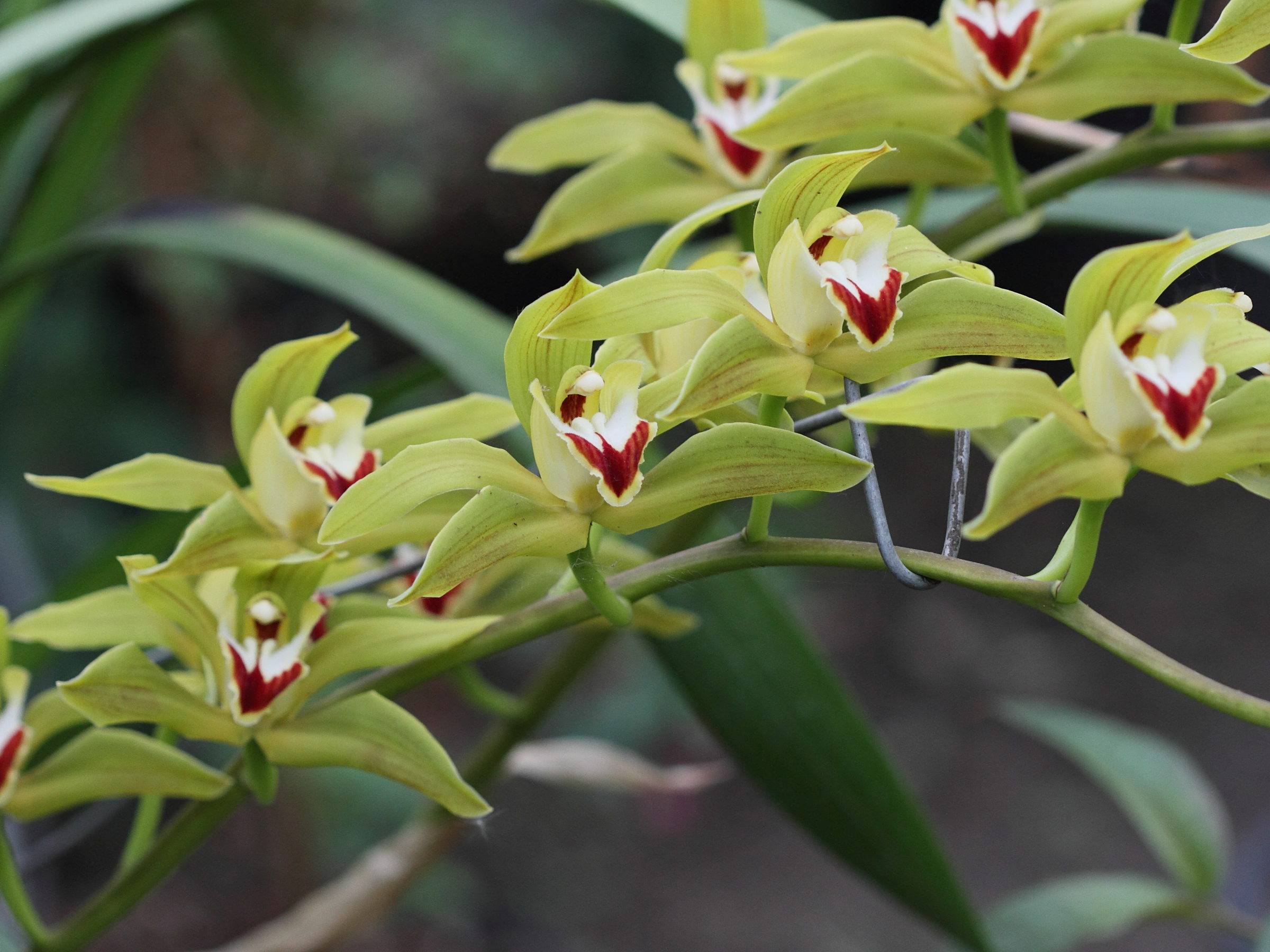 cymbidium_lowianum3bd