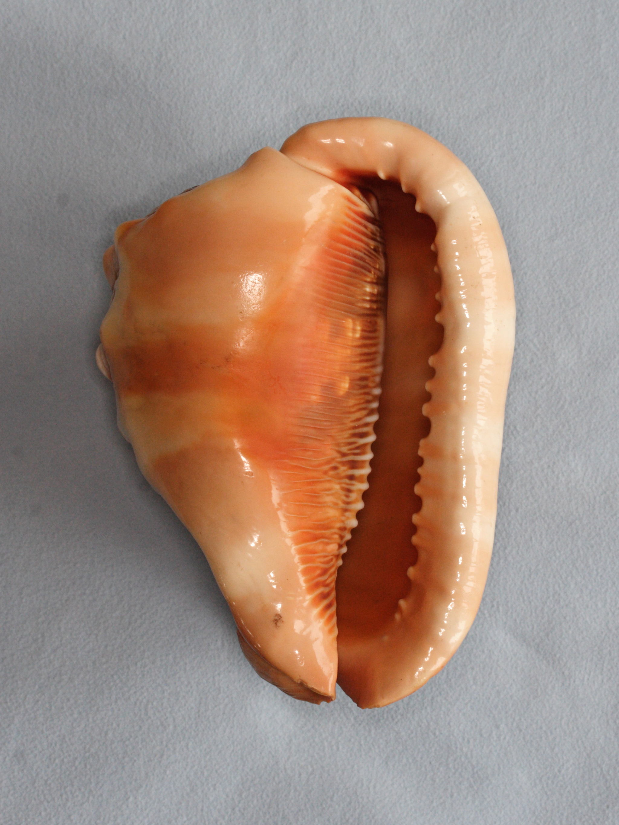 cypraecassis_rufa2md