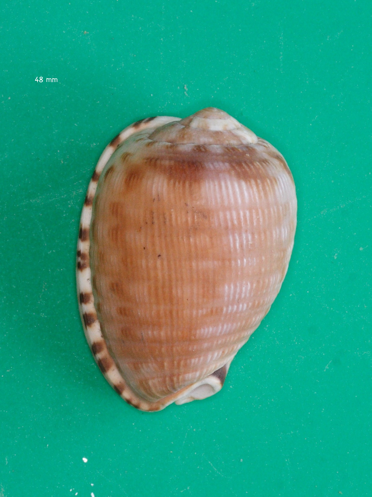 cypraecassis_testiculus1md