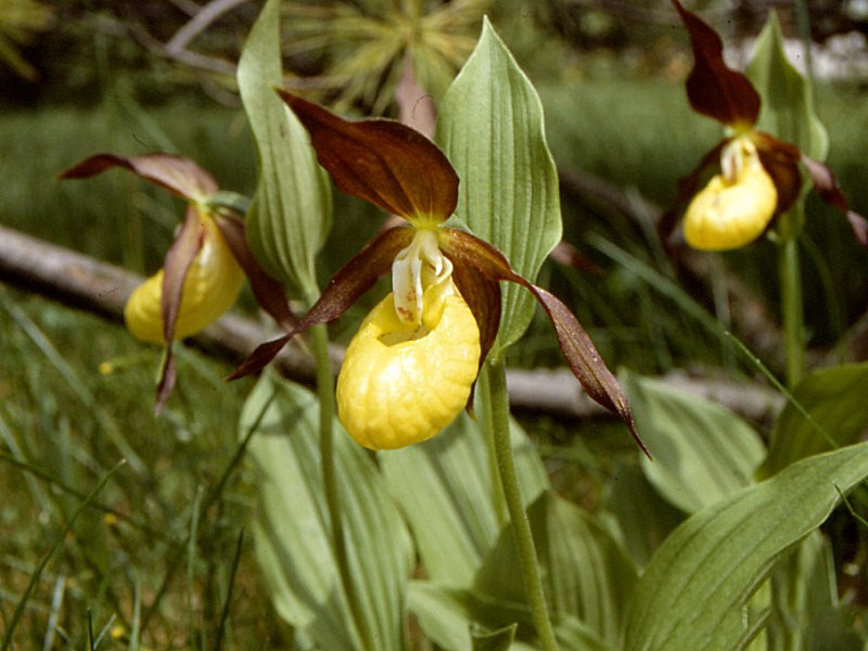 cypripedium_calceolus2mcf