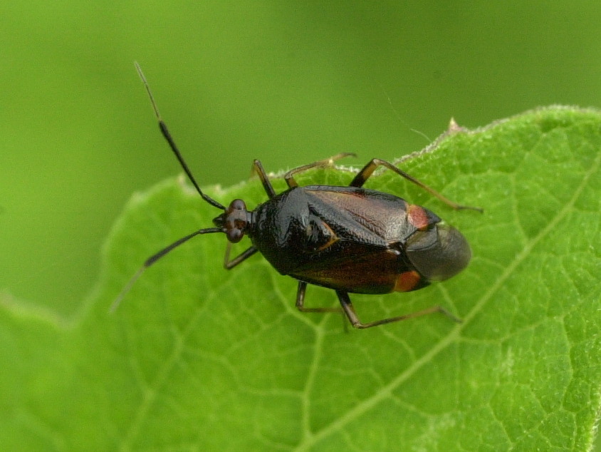 deraeocoris_ruber2md