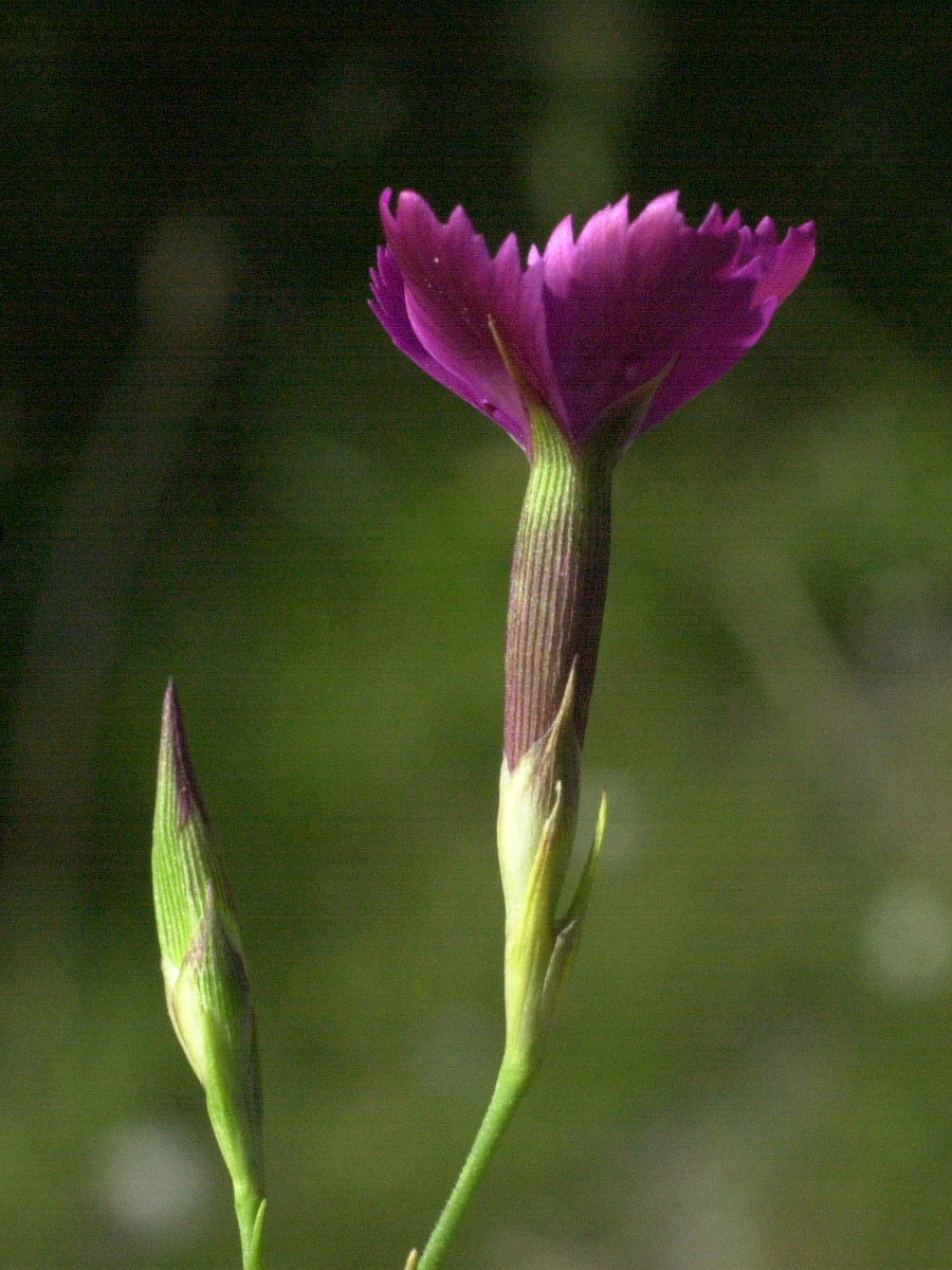 dianthus_deltoides2md