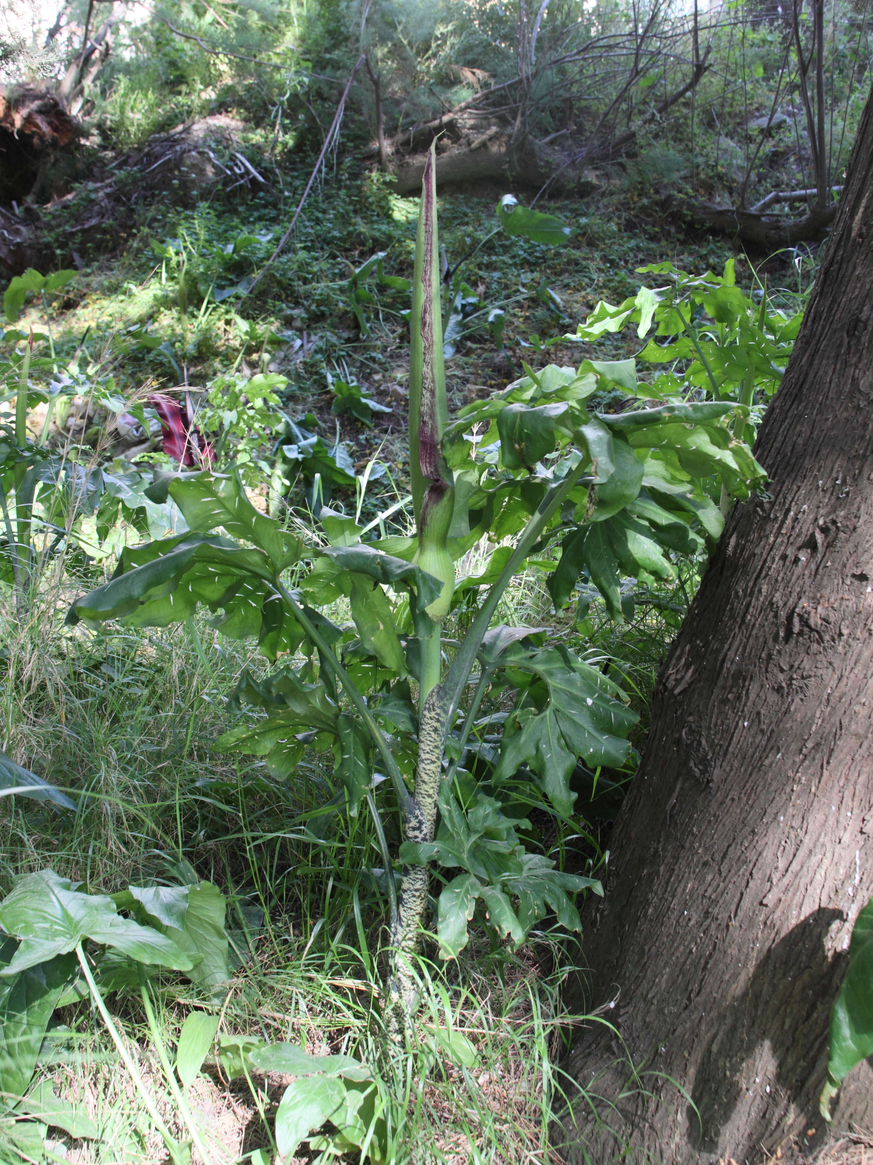dracunculus_vulgaris5bd