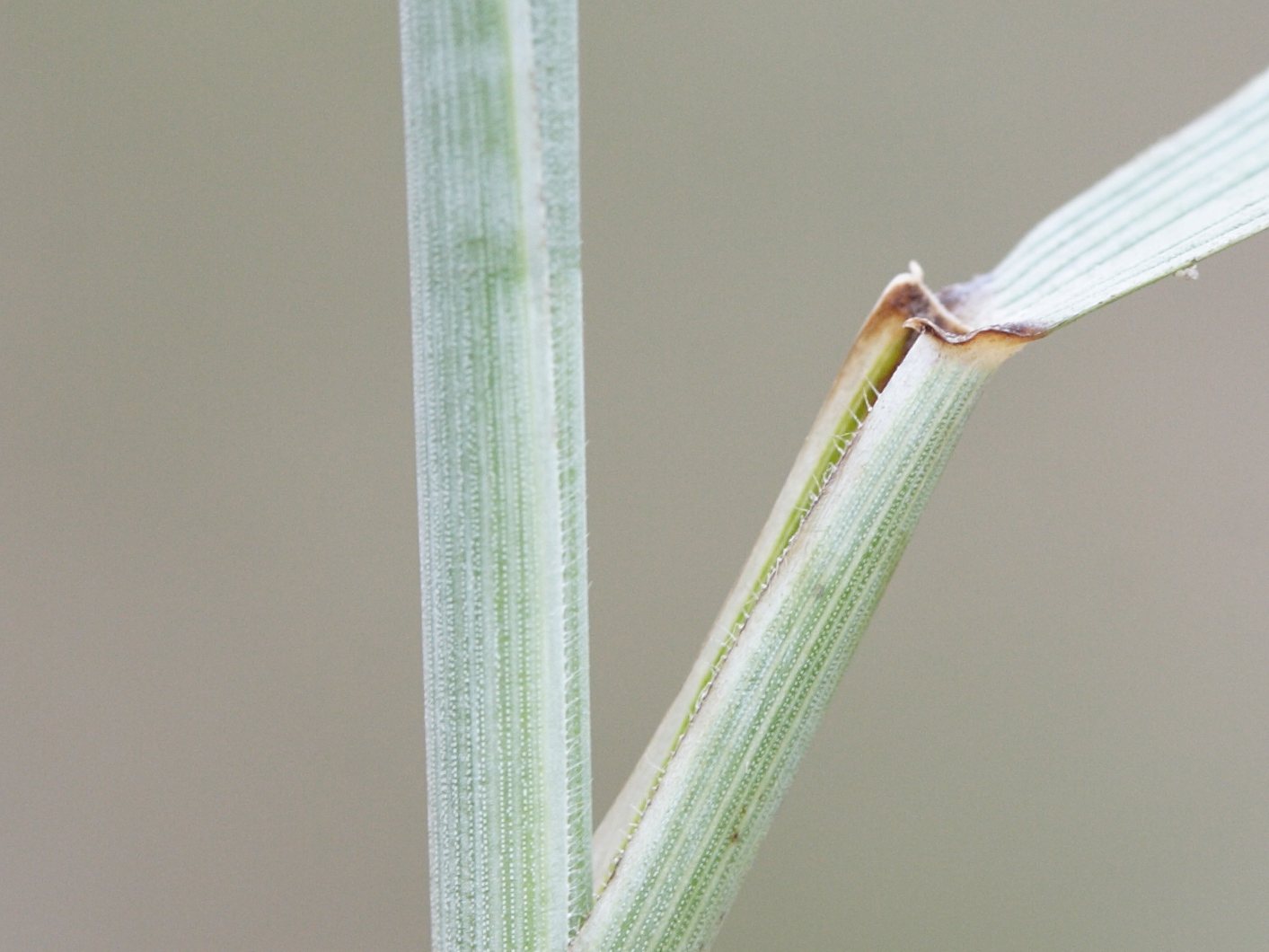 Afficher le média elytrigia_x_laxa3md elytrigia_x_laxa3md