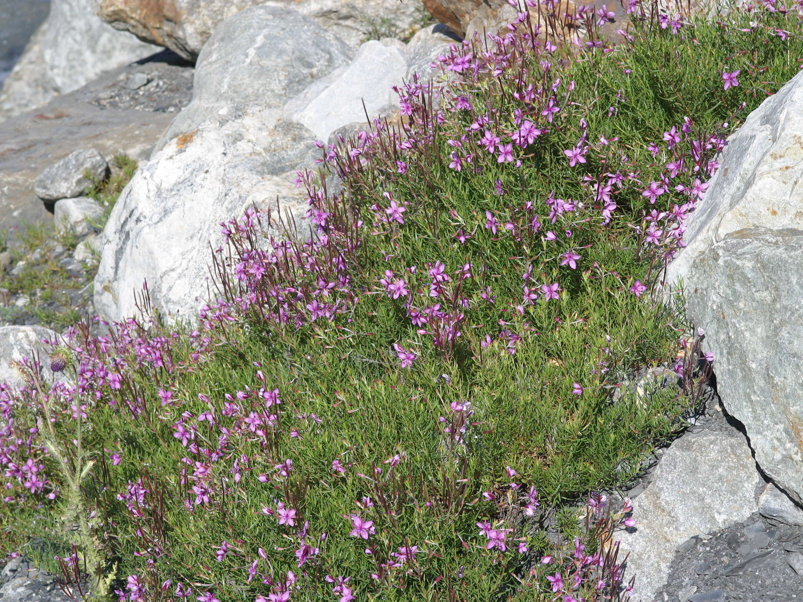 epilobium_fleischeri1md