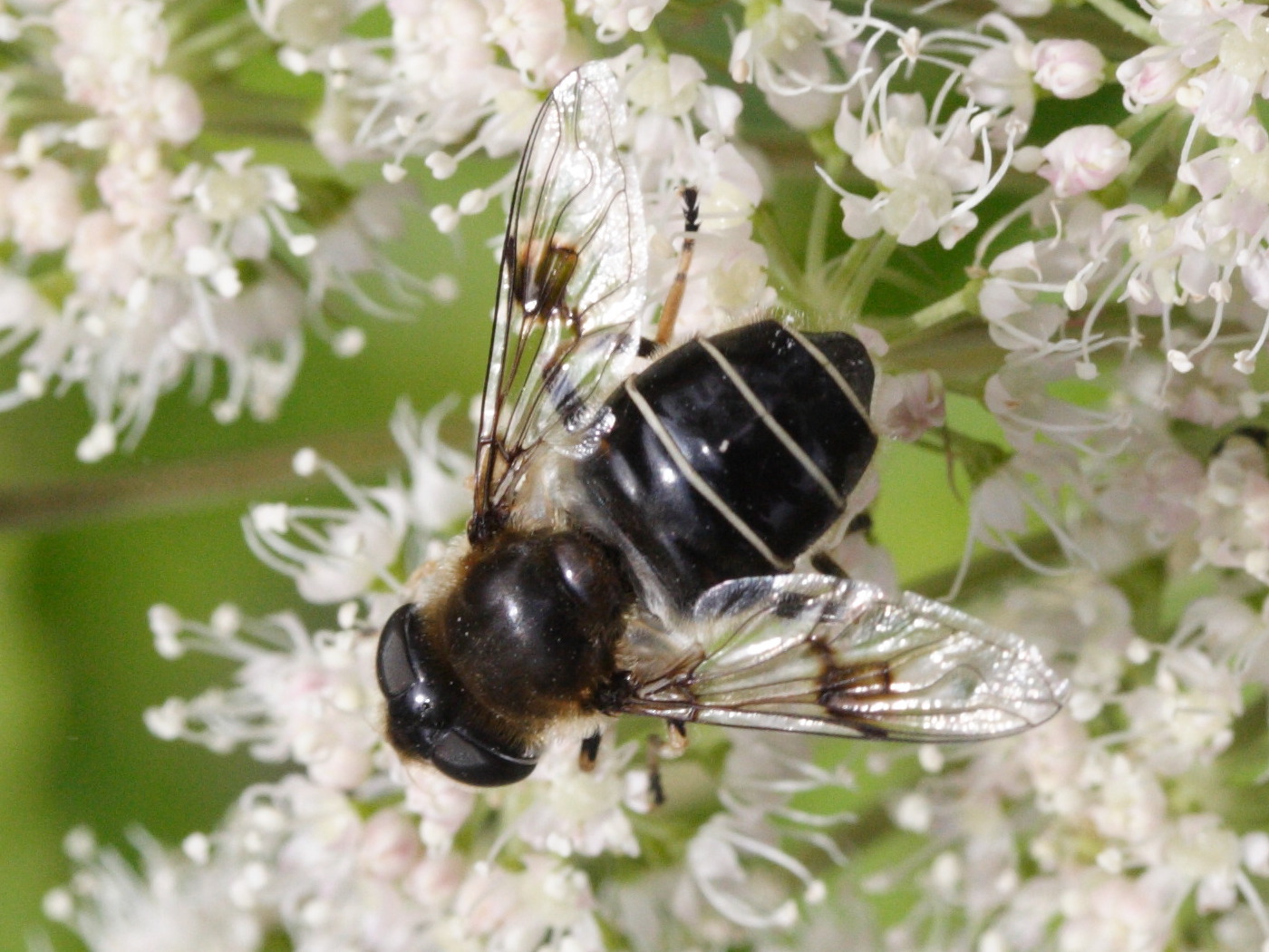 eristalis_rupium1md