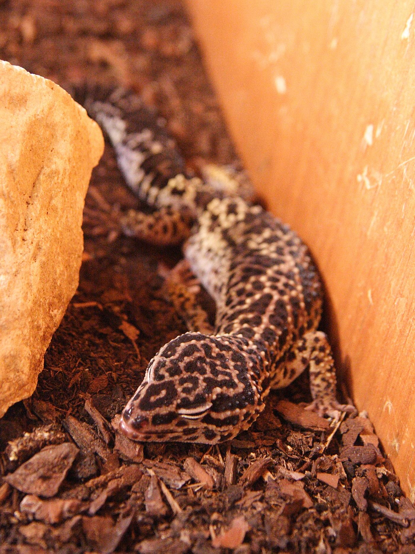 eublepharis_macularius1bmd