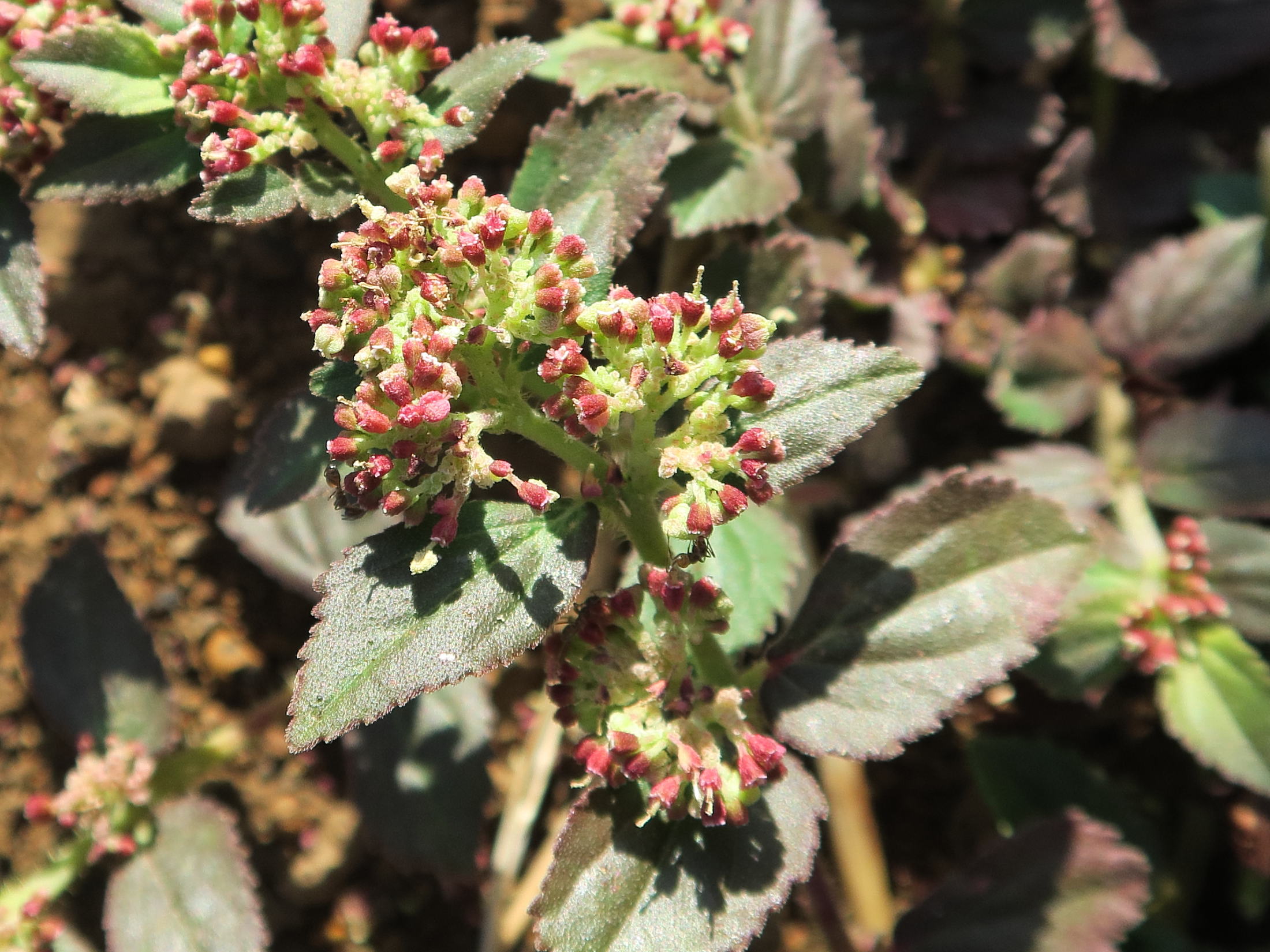 euphorbia_ophthalmica1md