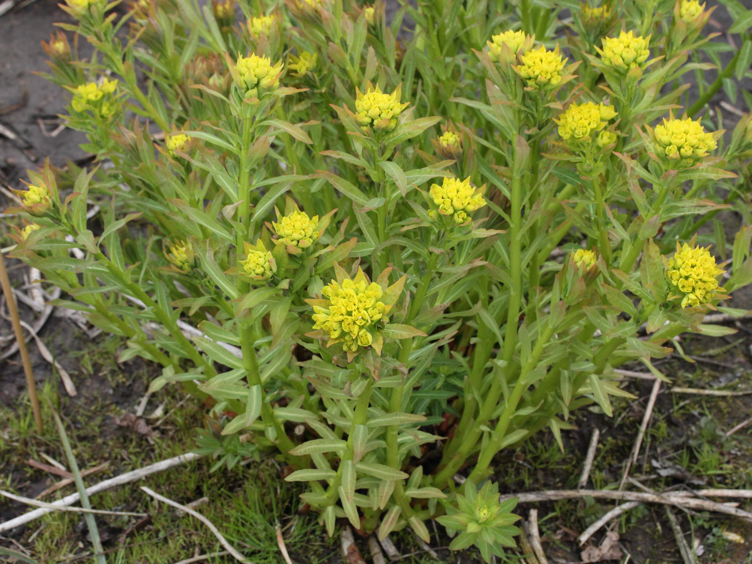 Afficher le média euphorbia_palustris3md euphorbia_palustris3md