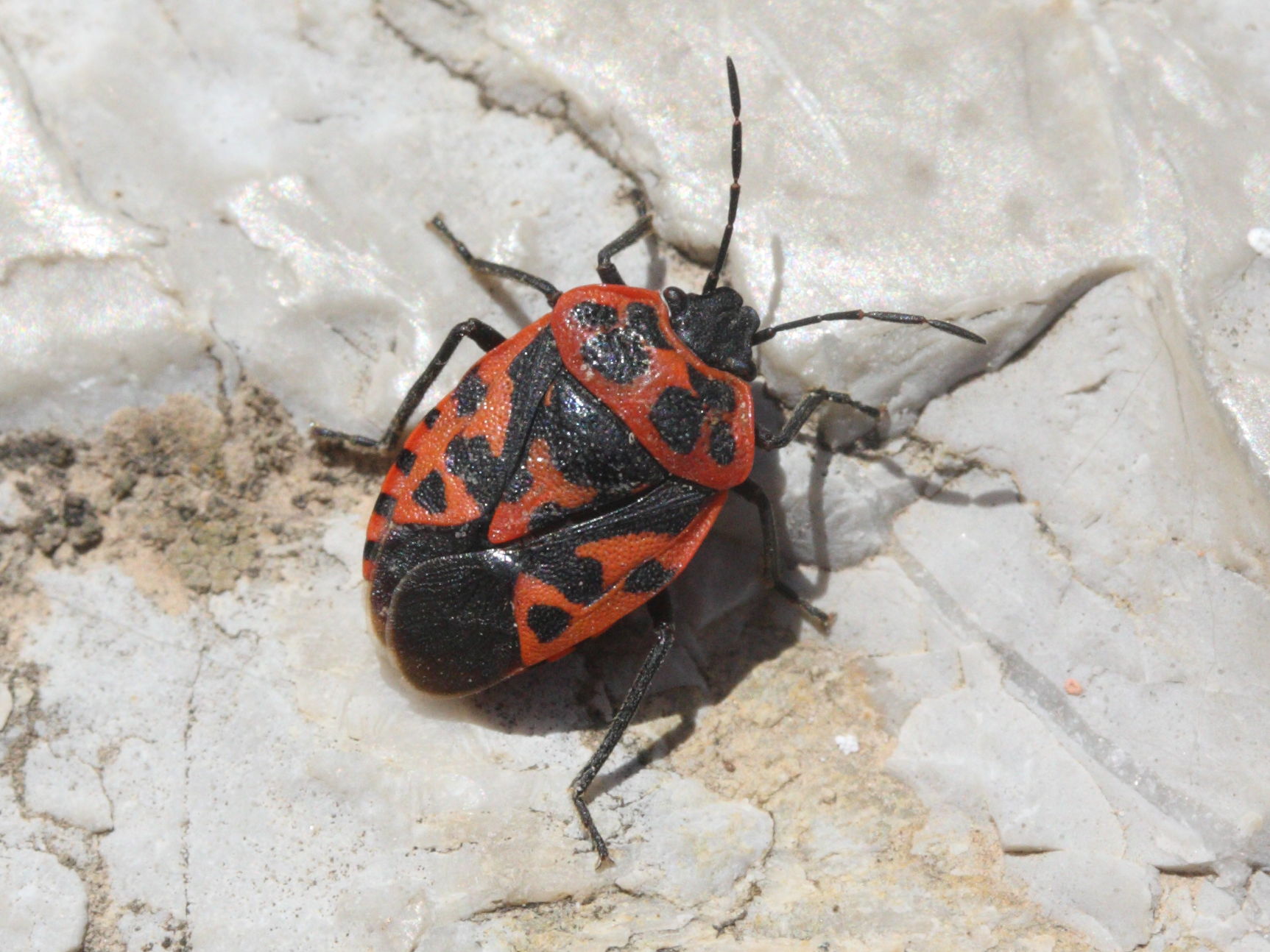 eurydema_ventralis1md