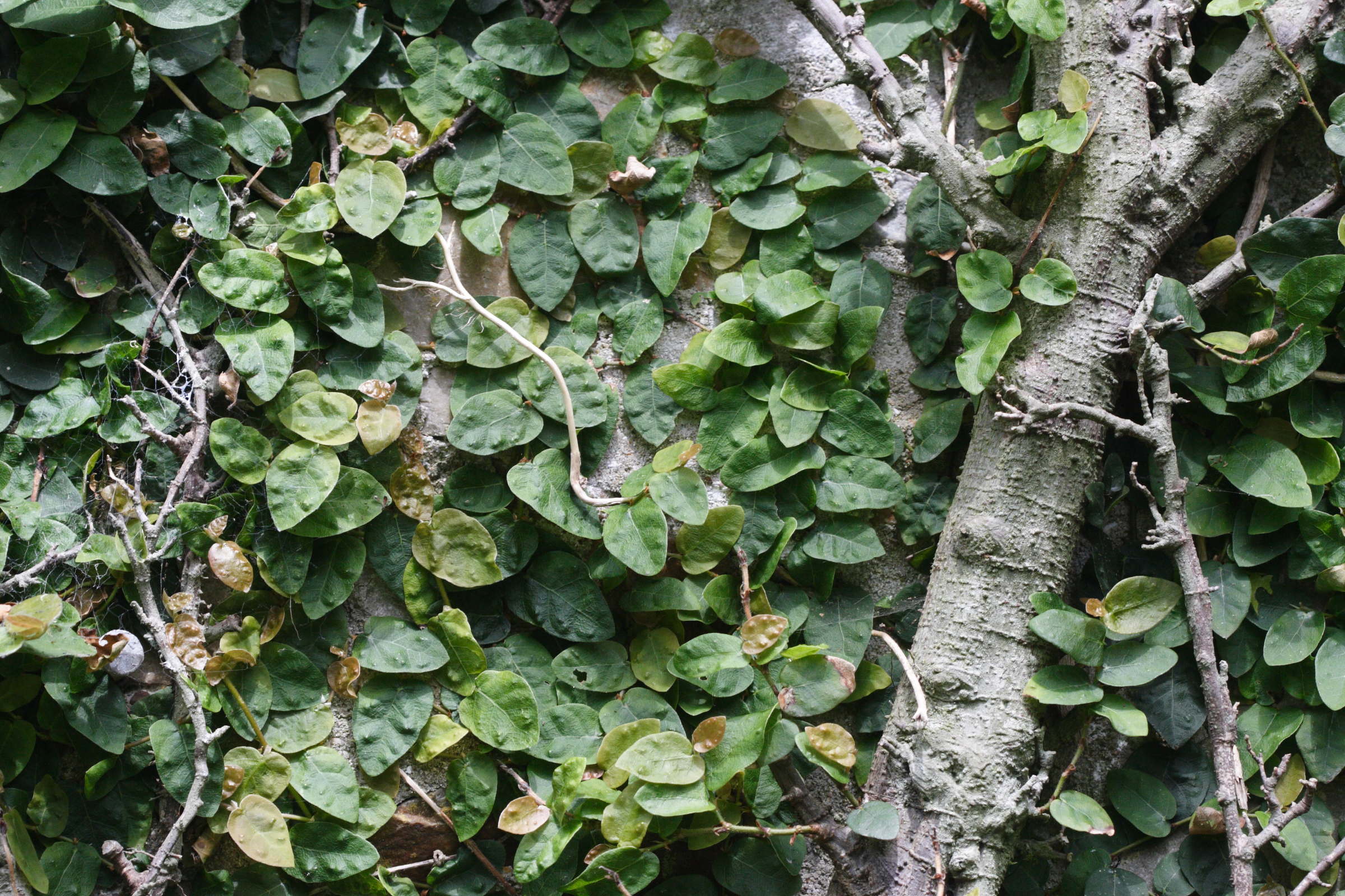 Afficher le média ficus_repens2md ficus_repens2md