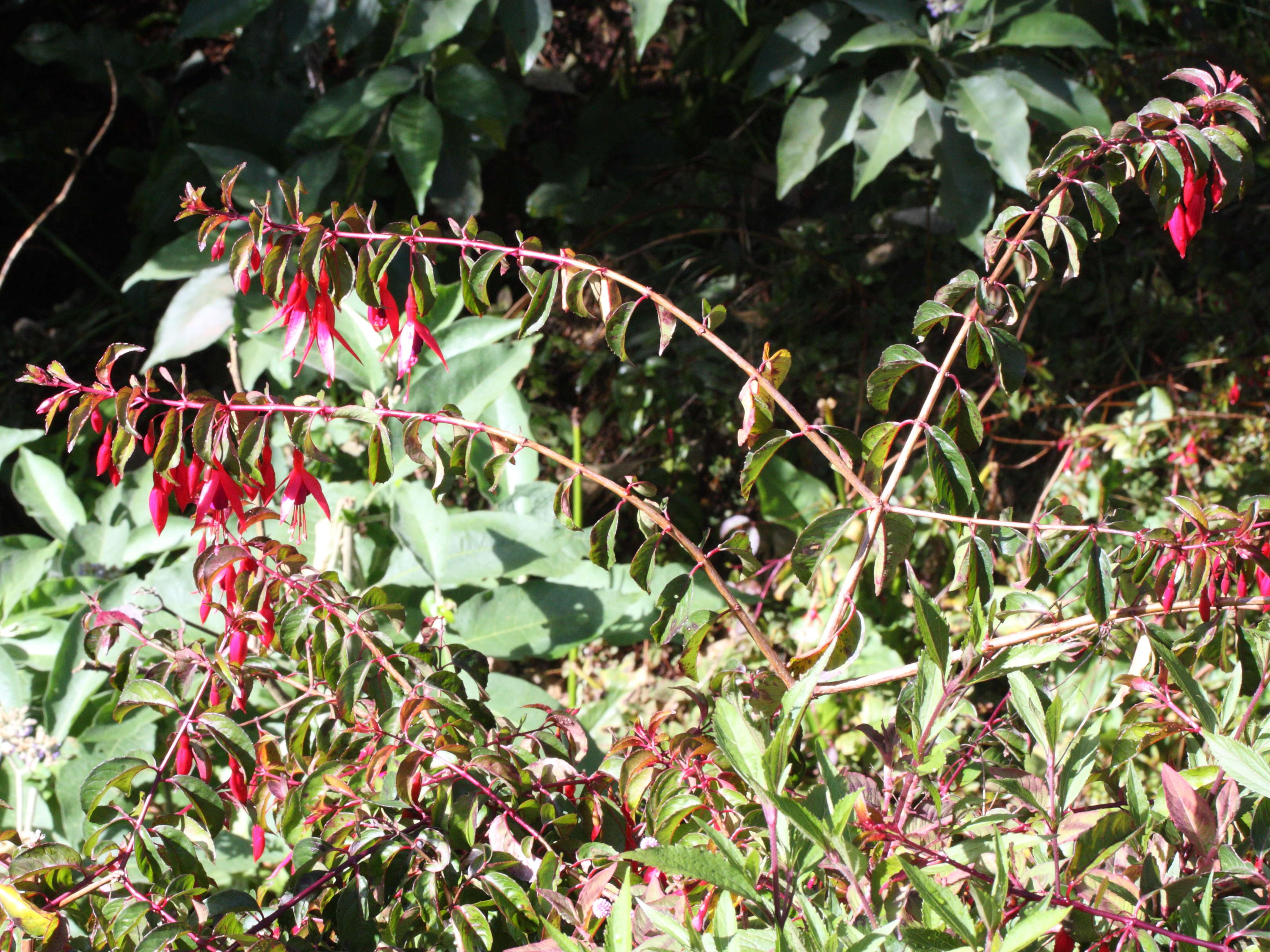 Fuchsia_x exoniensis