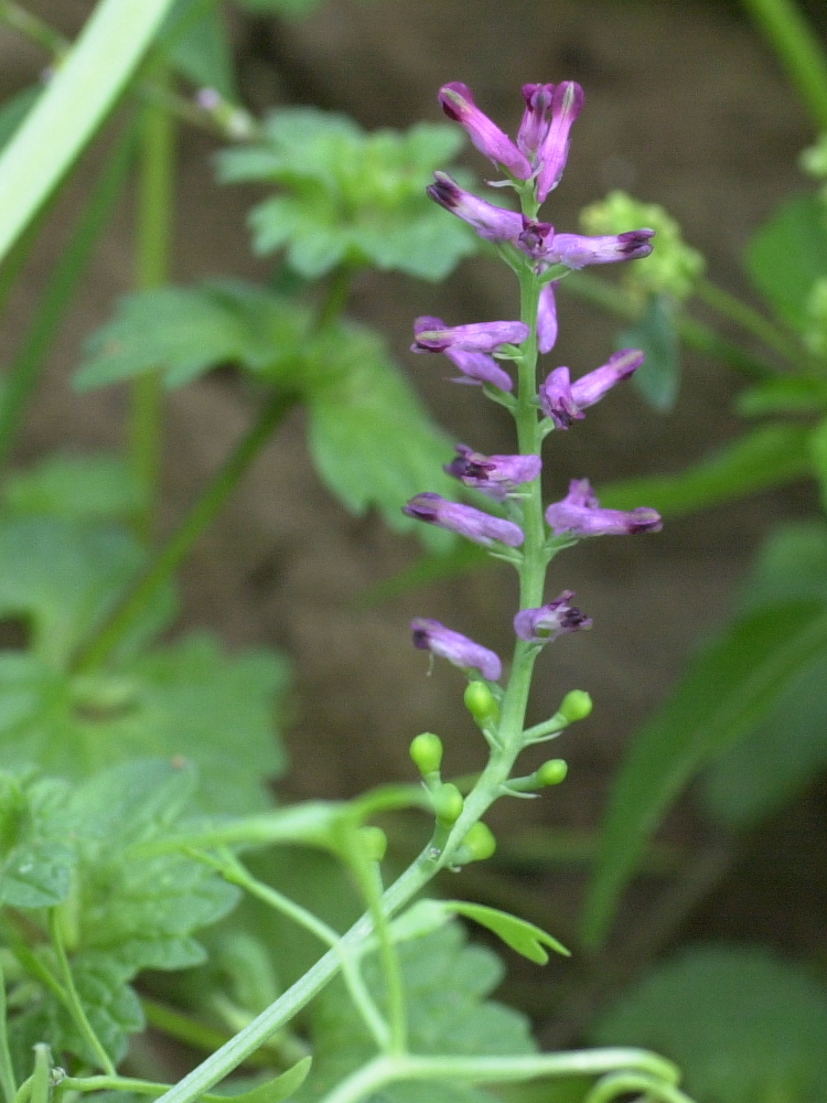 Afficher le média Fumaria_officinalis officinalis Fumaria_officinalis officinalis